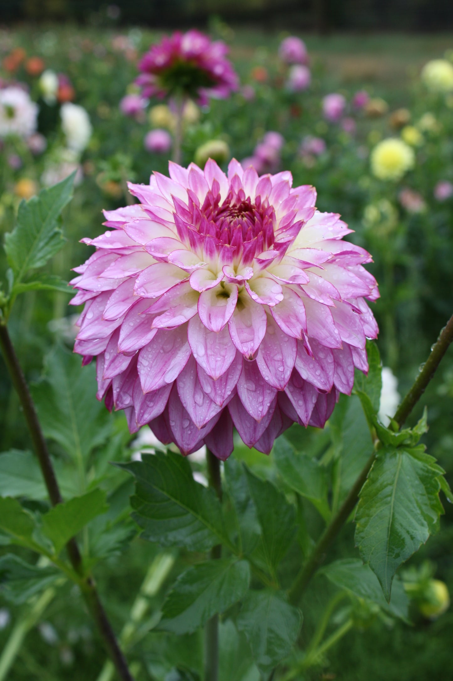 Bloomquist Jody Lynn Dahlia Tuber