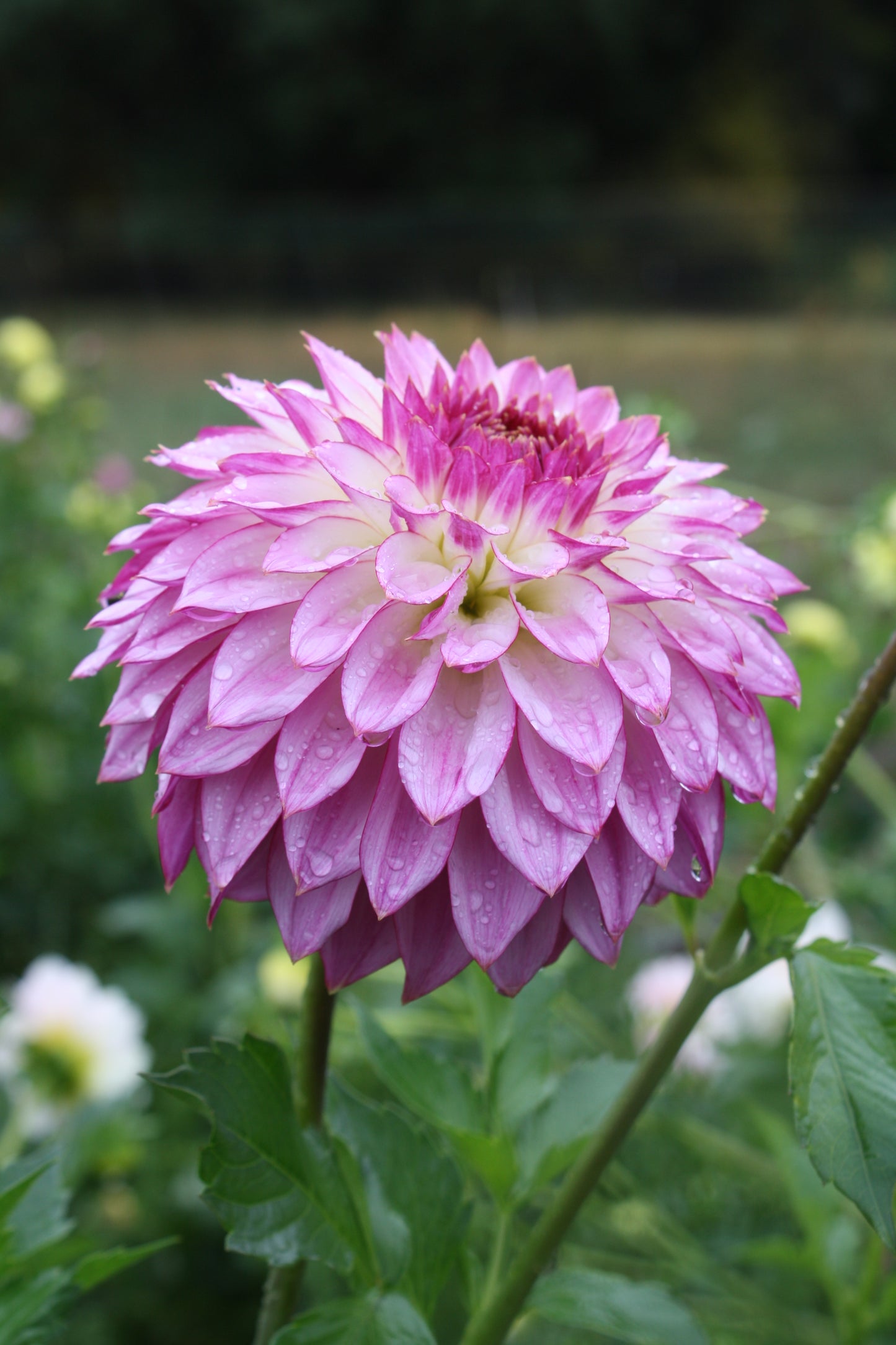 Bloomquist Jody Lynn Dahlia Tuber