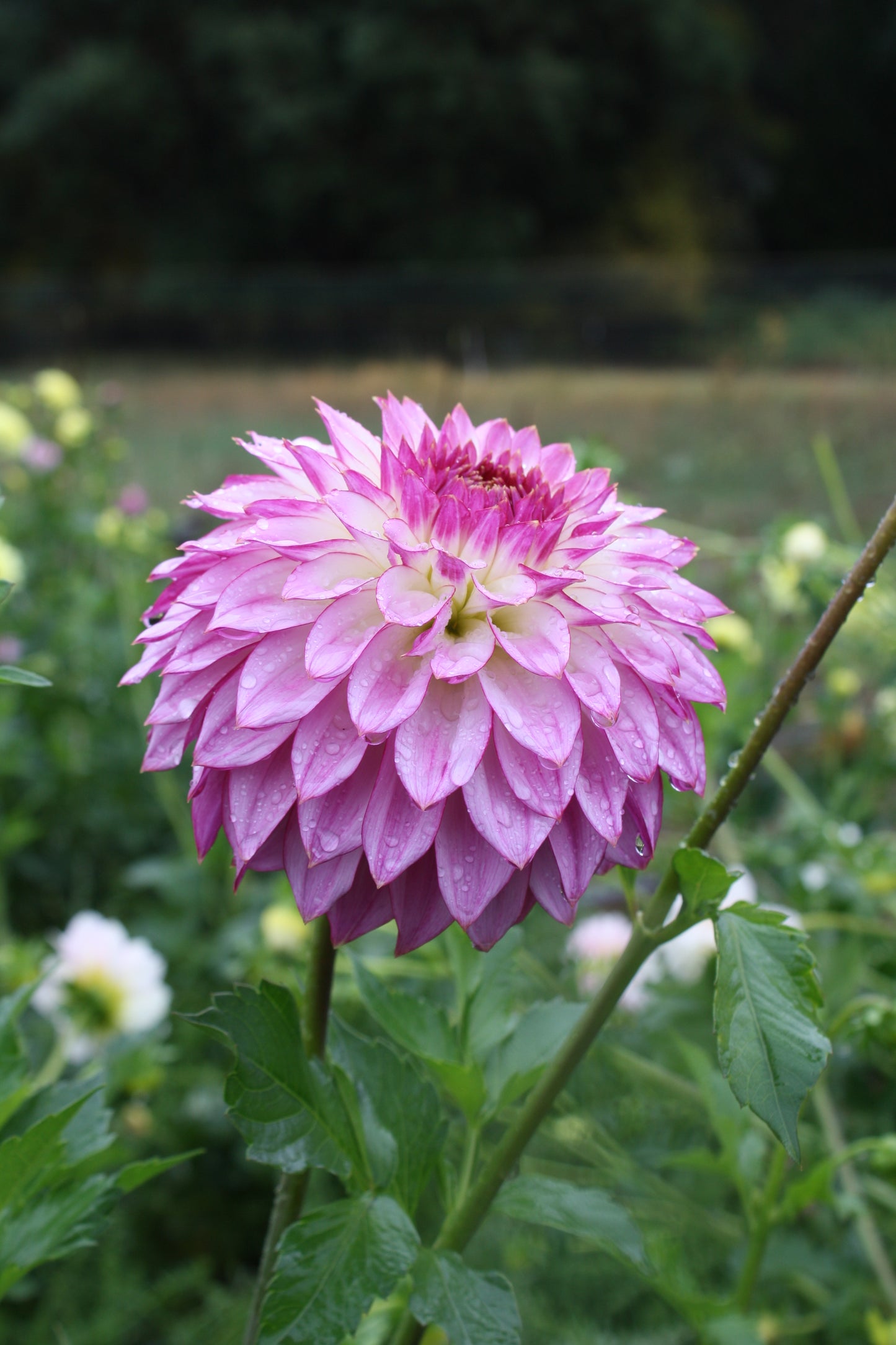 Bloomquist Jody Lynn Dahlia Tuber
