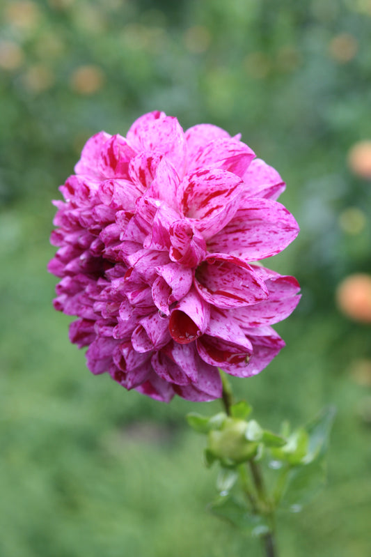 AC White Rabbit Dahlia Tuber