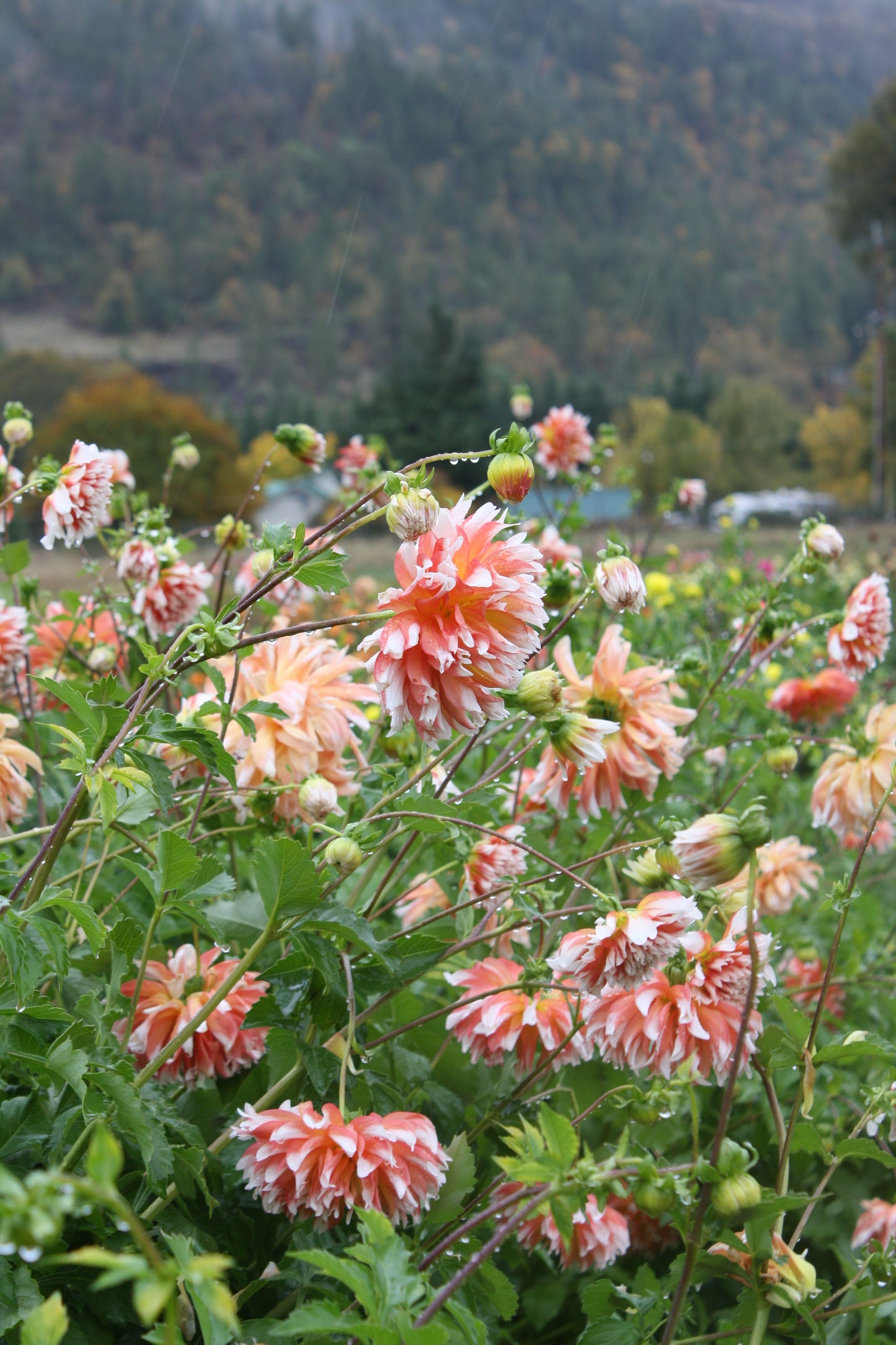 Bloomquist Amazing Dahlia Tuber