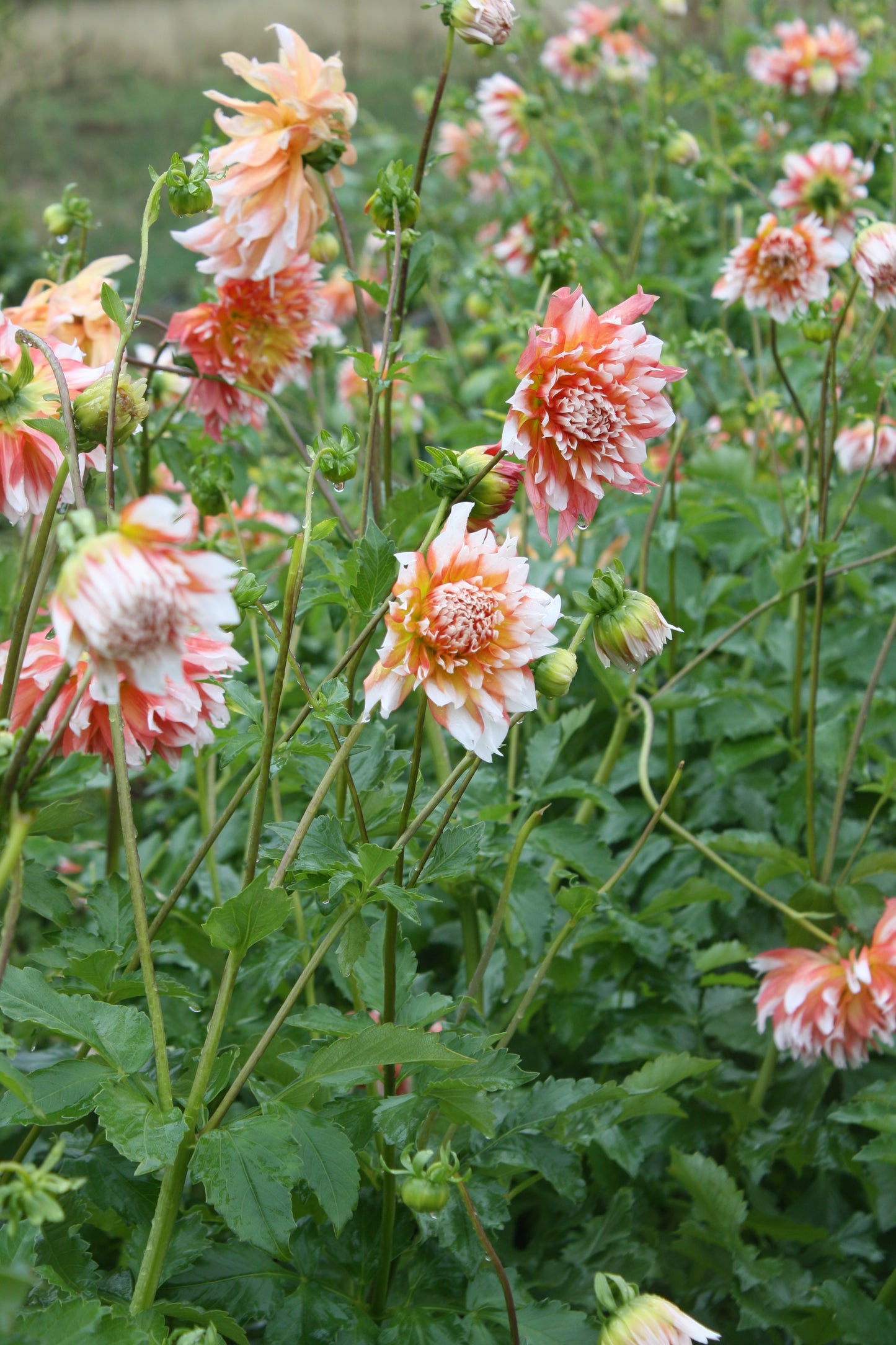 Bloomquist Amazing Dahlia Tuber