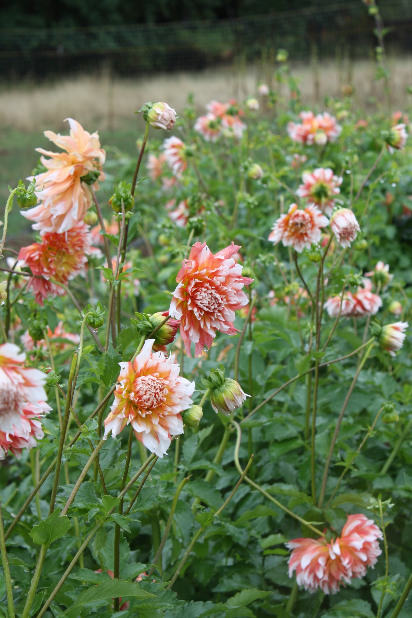 Bloomquist Amazing Dahlia Tuber