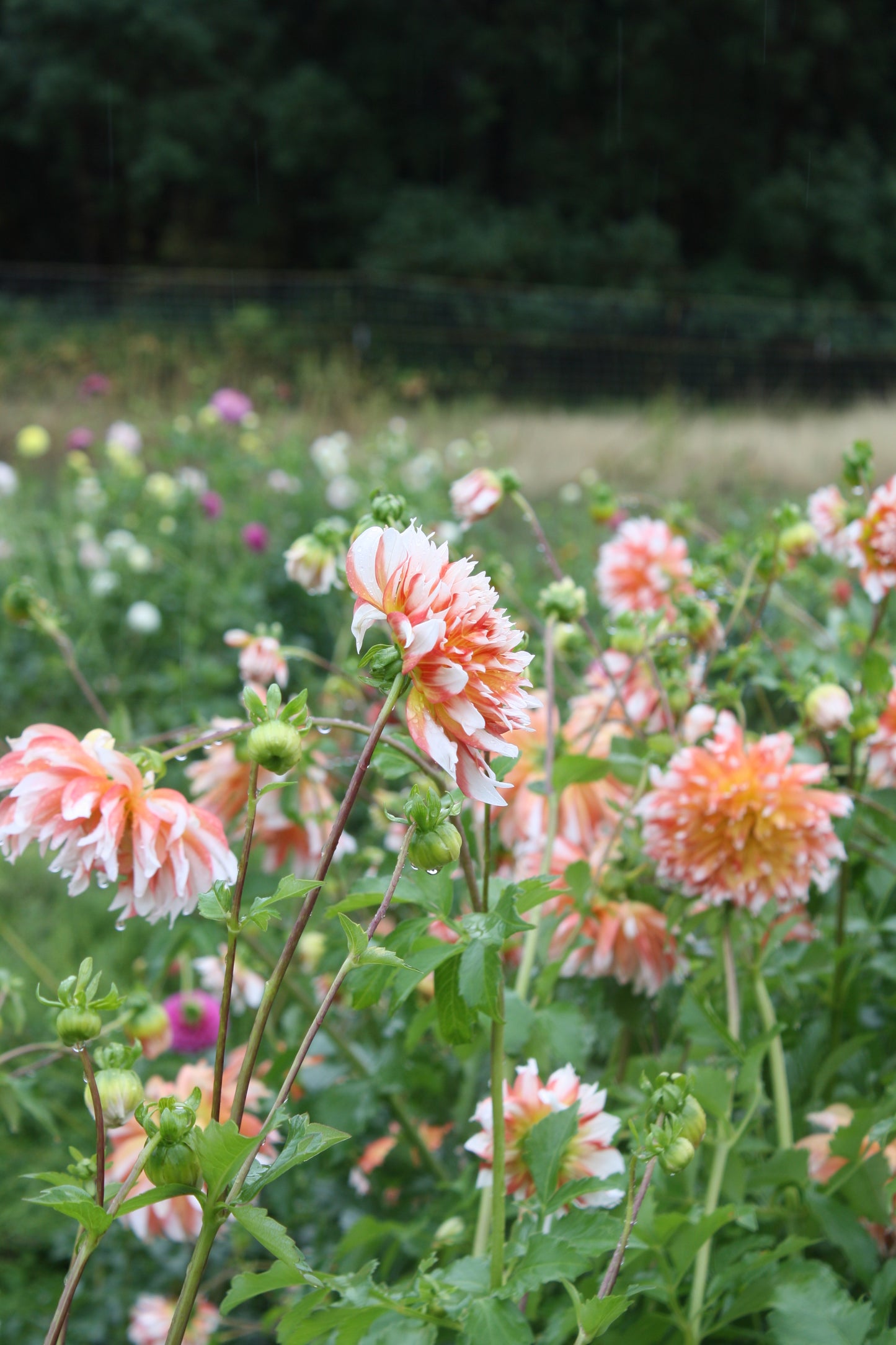 Bloomquist Amazing Dahlia Tuber