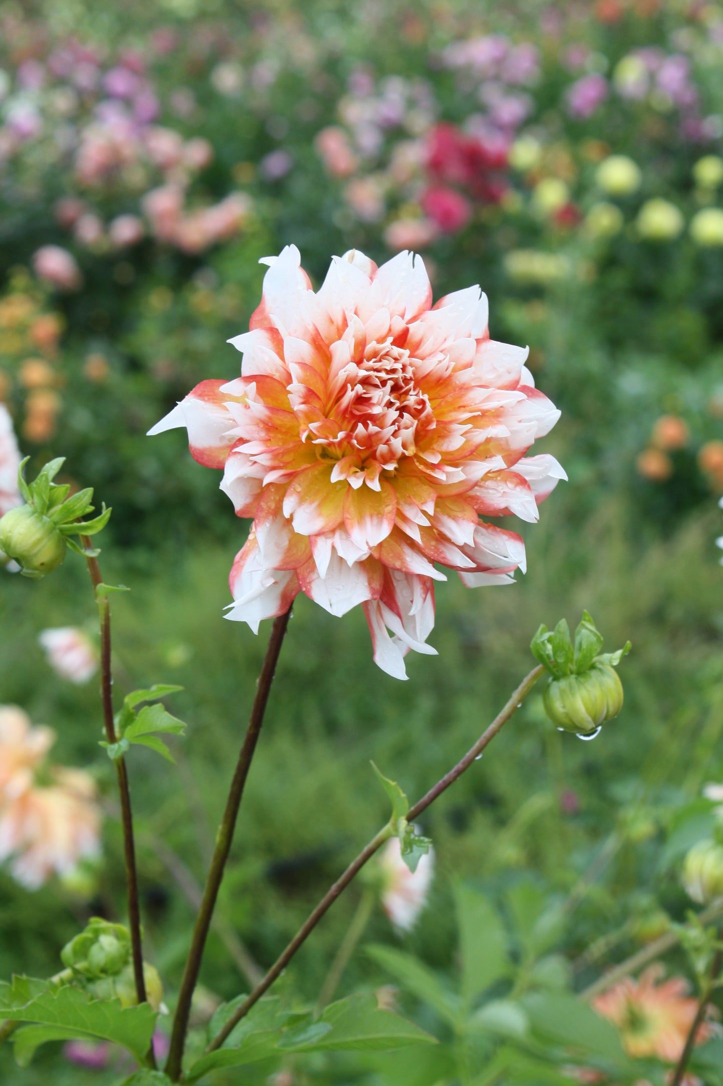 Bloomquist Amazing Dahlia Tuber