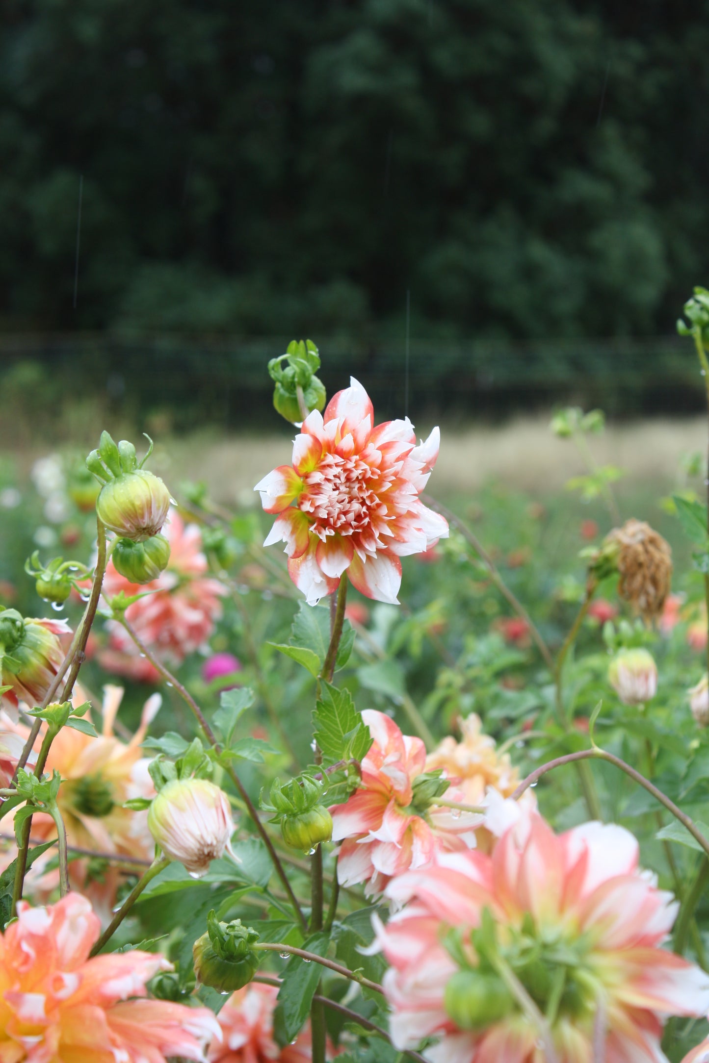 Bloomquist Amazing Dahlia Tuber