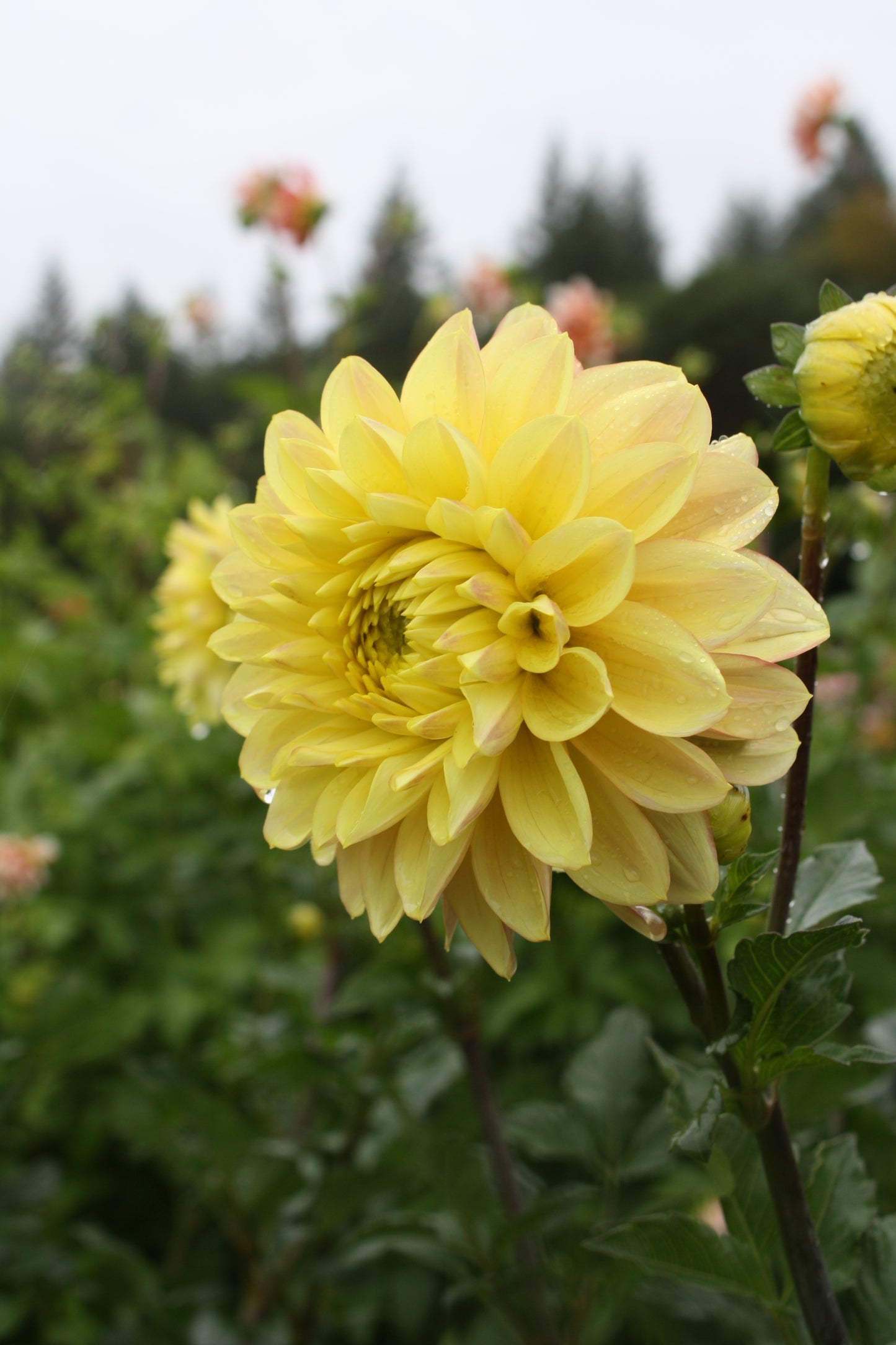 Wyn's New Pastel Dahlia Tuber