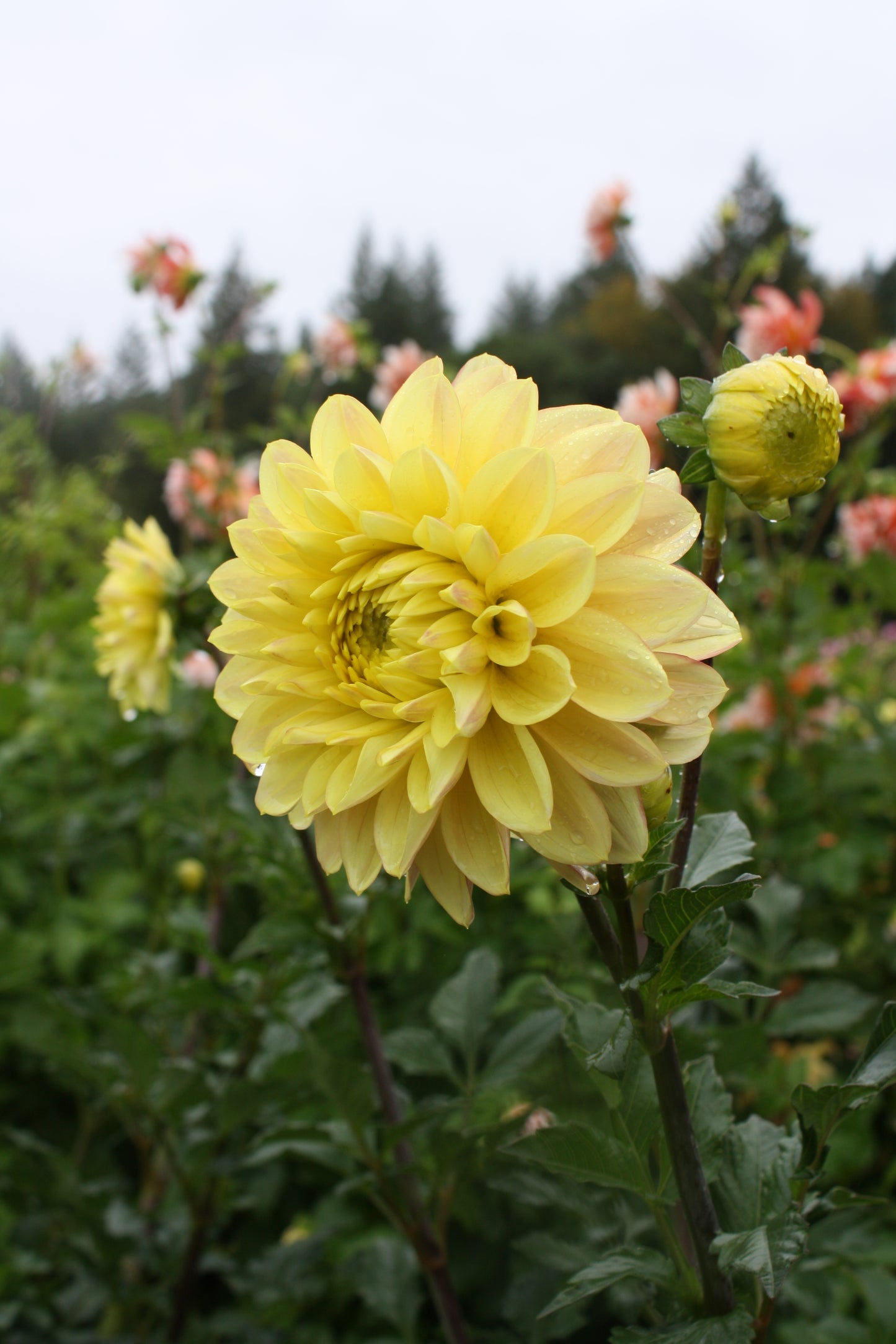 Wyn's New Pastel Dahlia Tuber