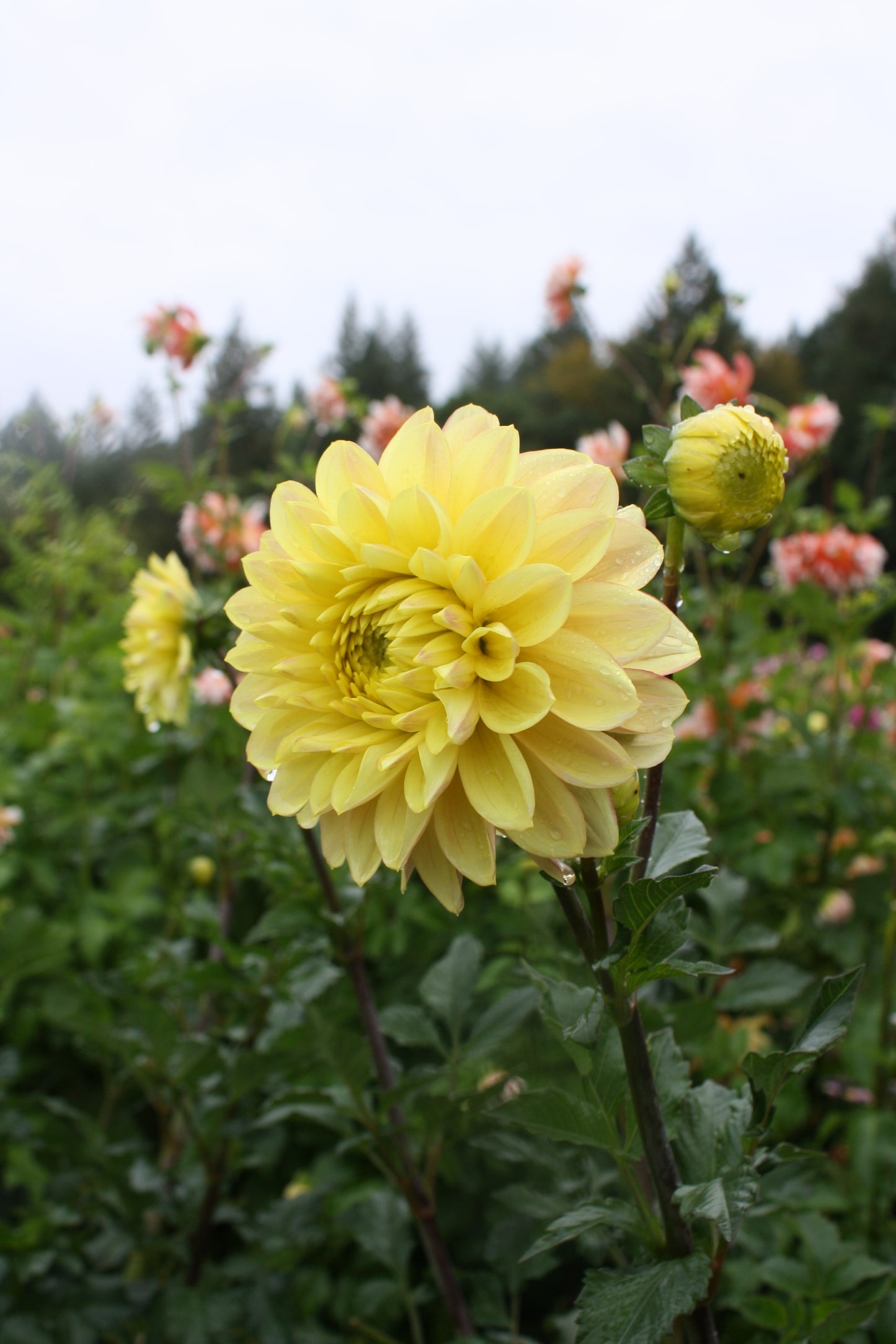 Wyn's New Pastel Dahlia Tuber