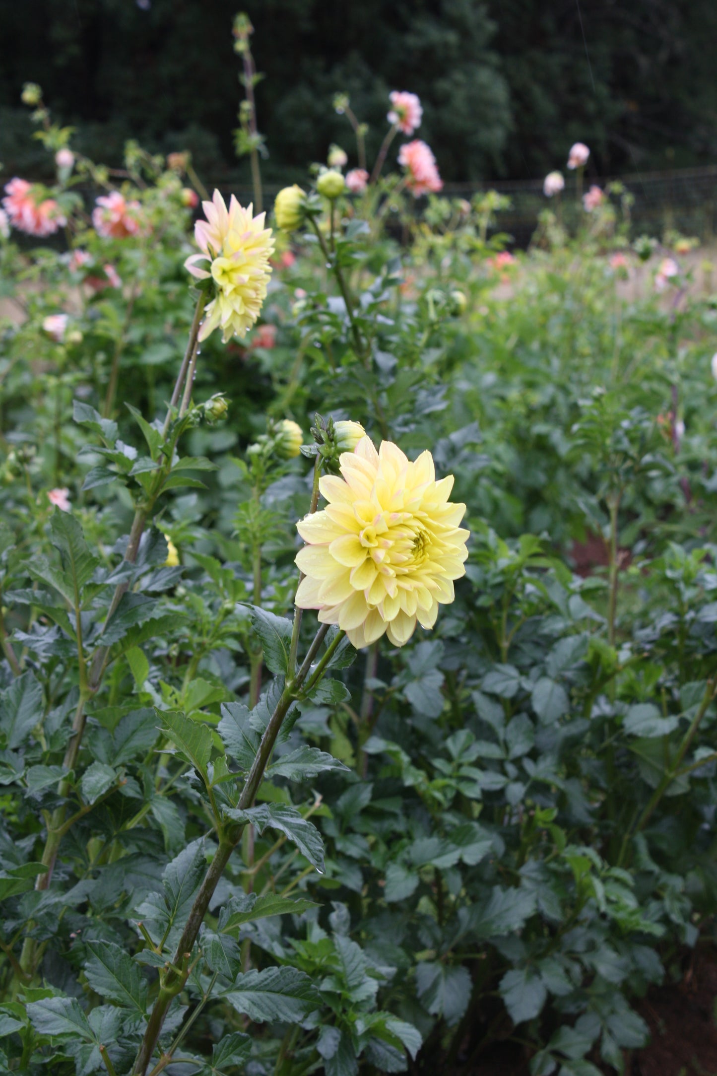 Wyn's New Pastel Dahlia Tuber