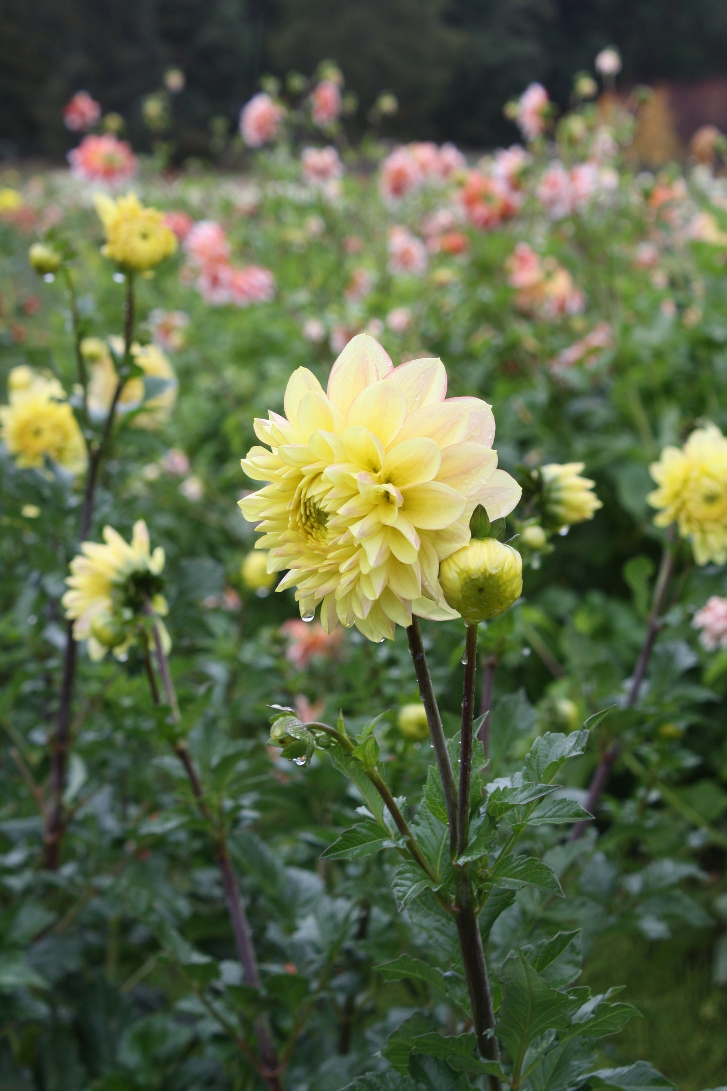 Wyn's New Pastel Dahlia Tuber