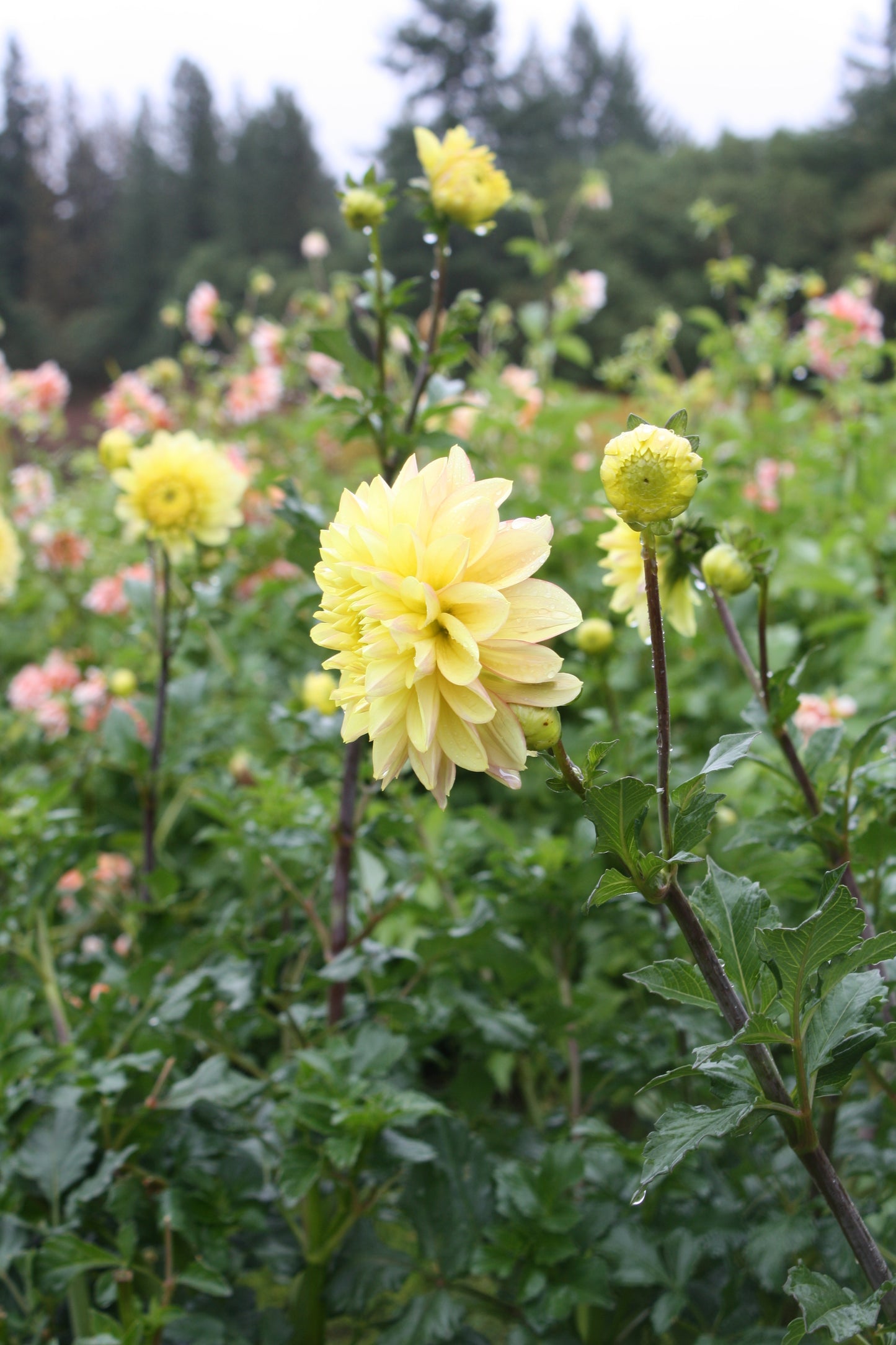 Wyn's New Pastel Dahlia Tuber