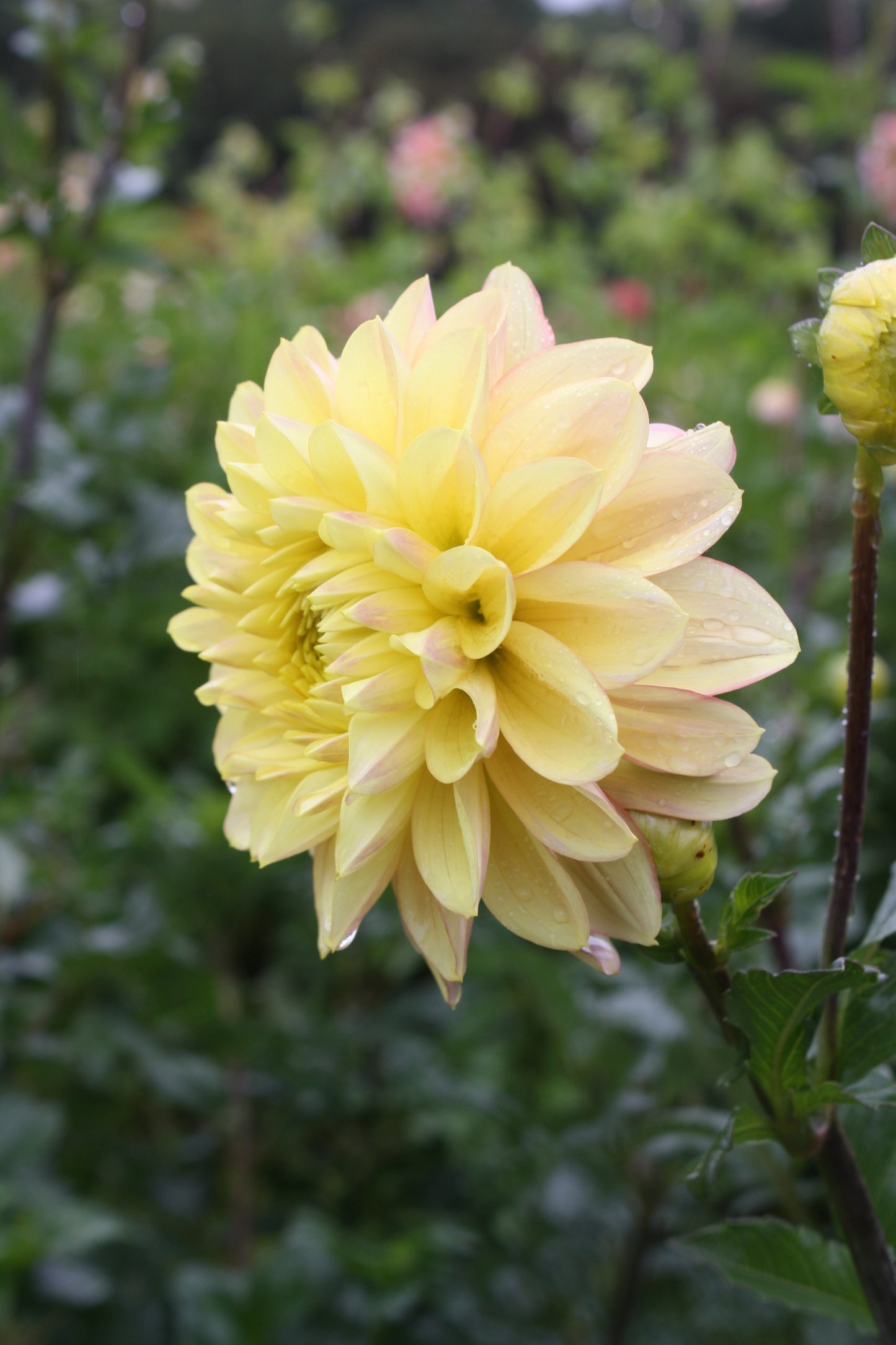 Wyn's New Pastel Dahlia Tuber