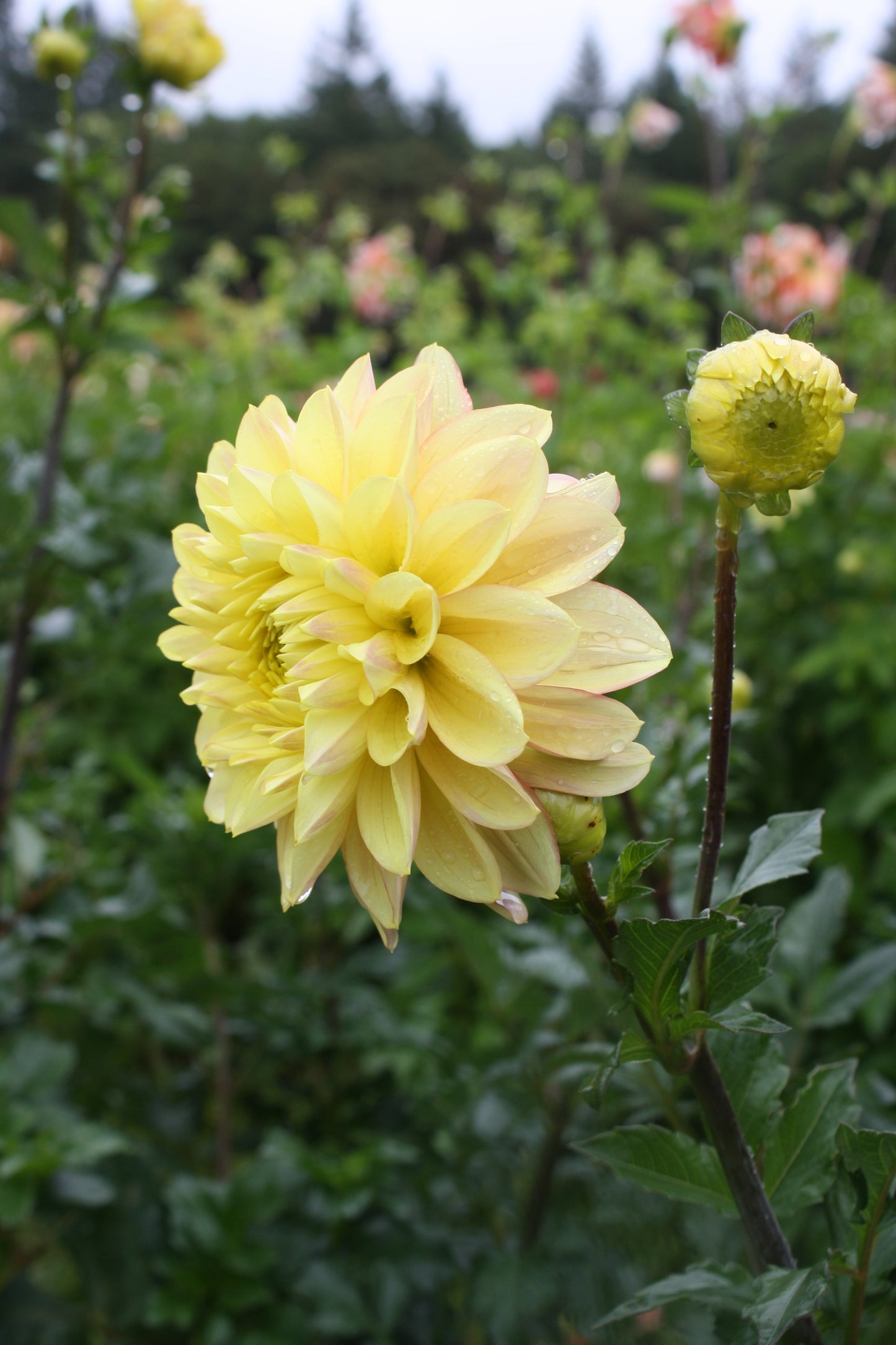 Wyn's New Pastel Dahlia Tuber