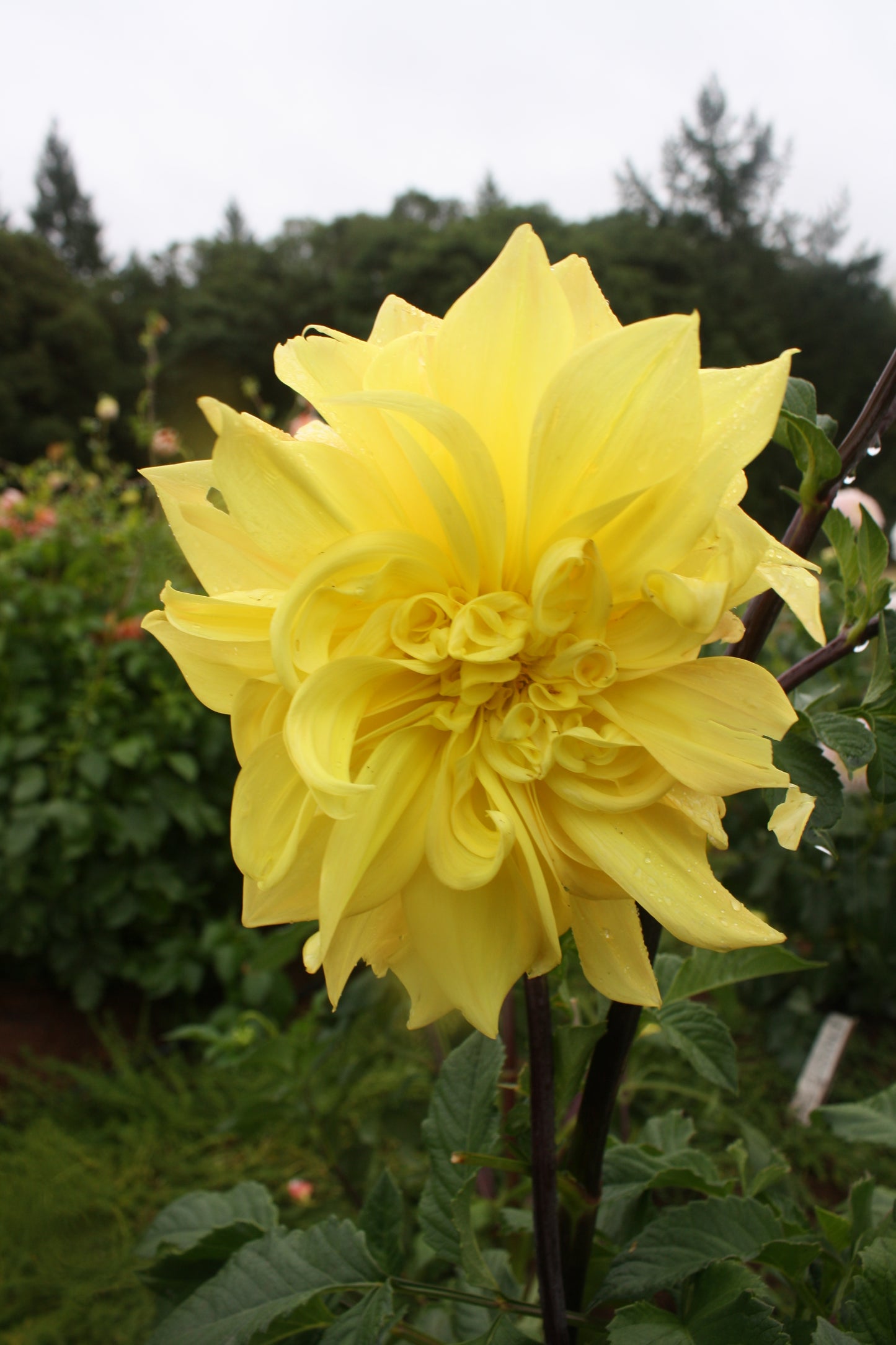 Meadowburn's Old Tweet Dahlia Tuber
