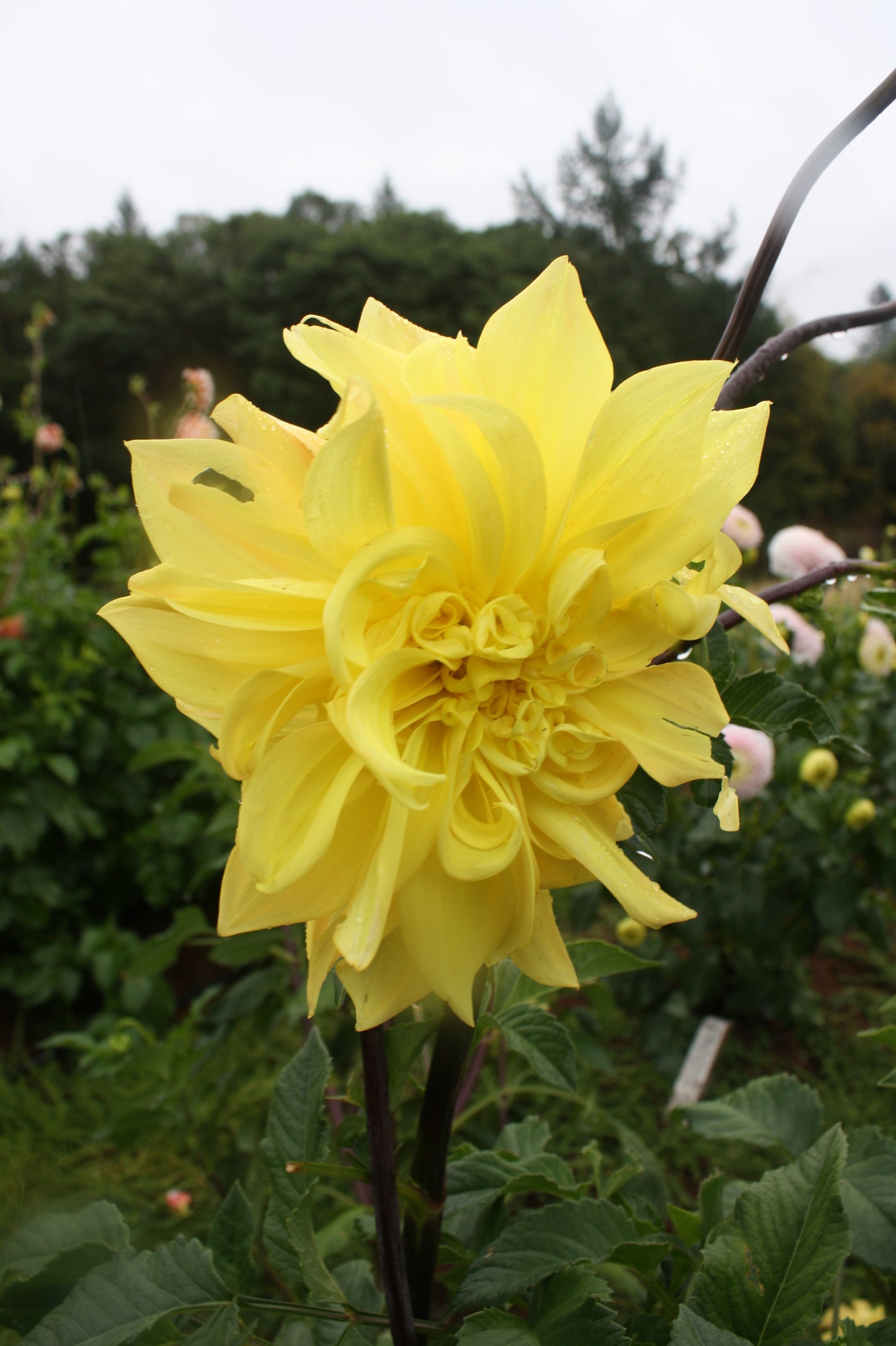 Meadowburn's Old Tweet Dahlia Tuber