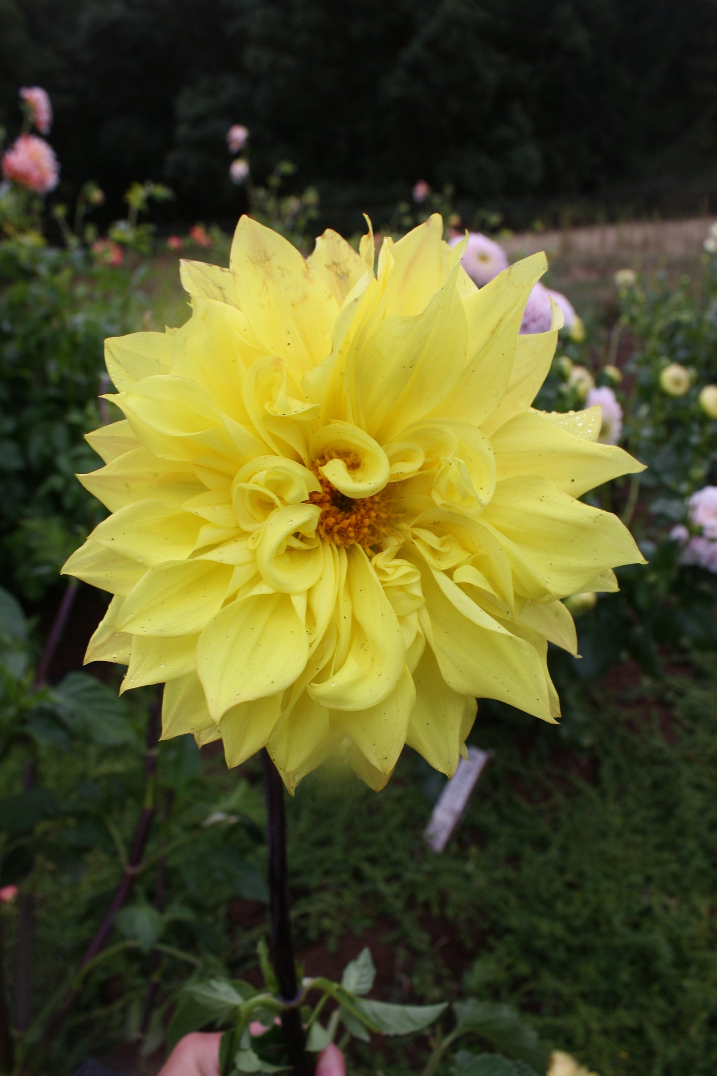 Meadowburn's Old Tweet Dahlia Tuber