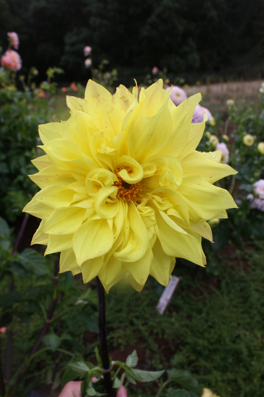 Meadowburn's Old Tweet Dahlia Tuber