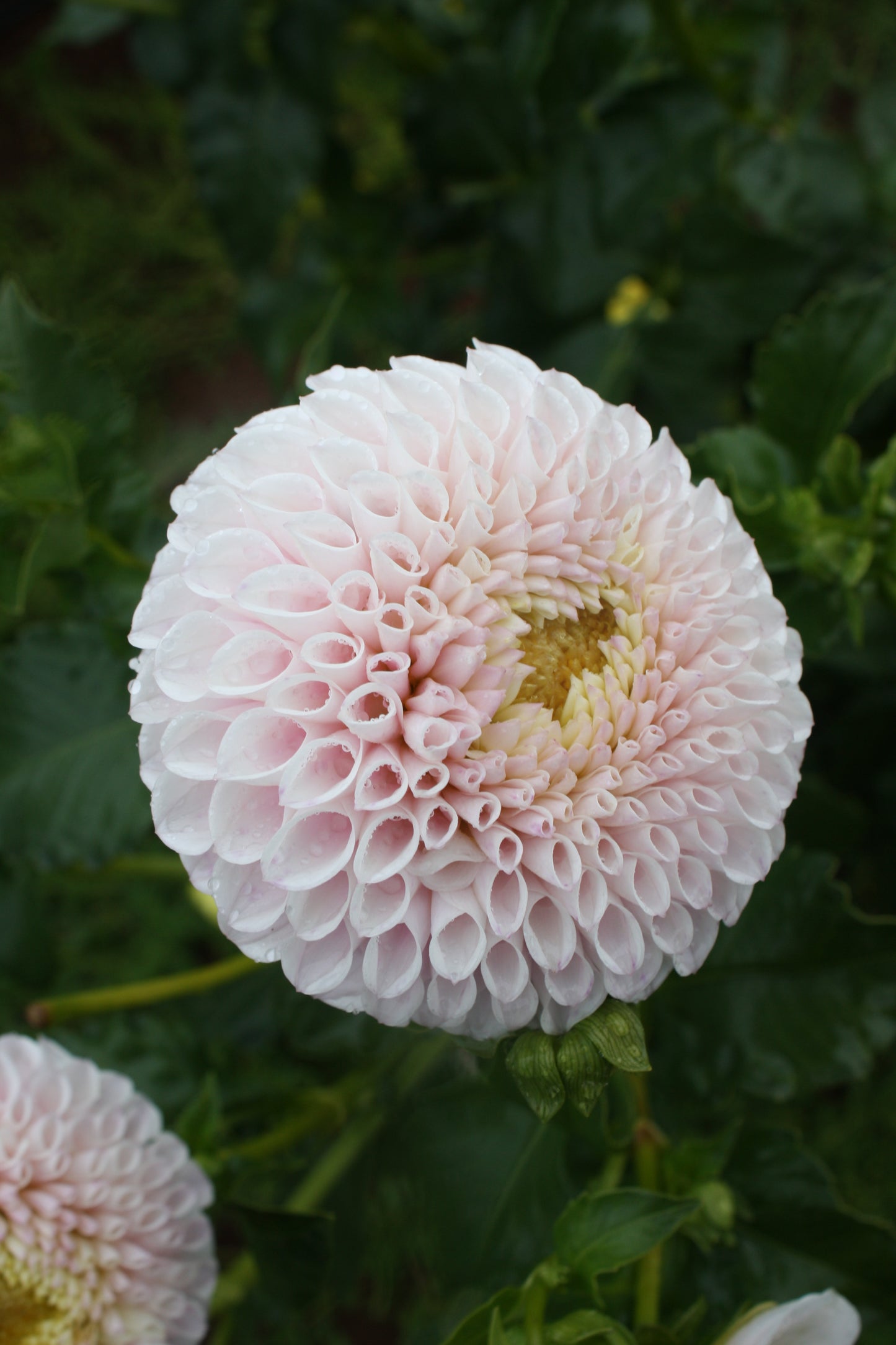 Daddy's Girl Dahlia Tuber
