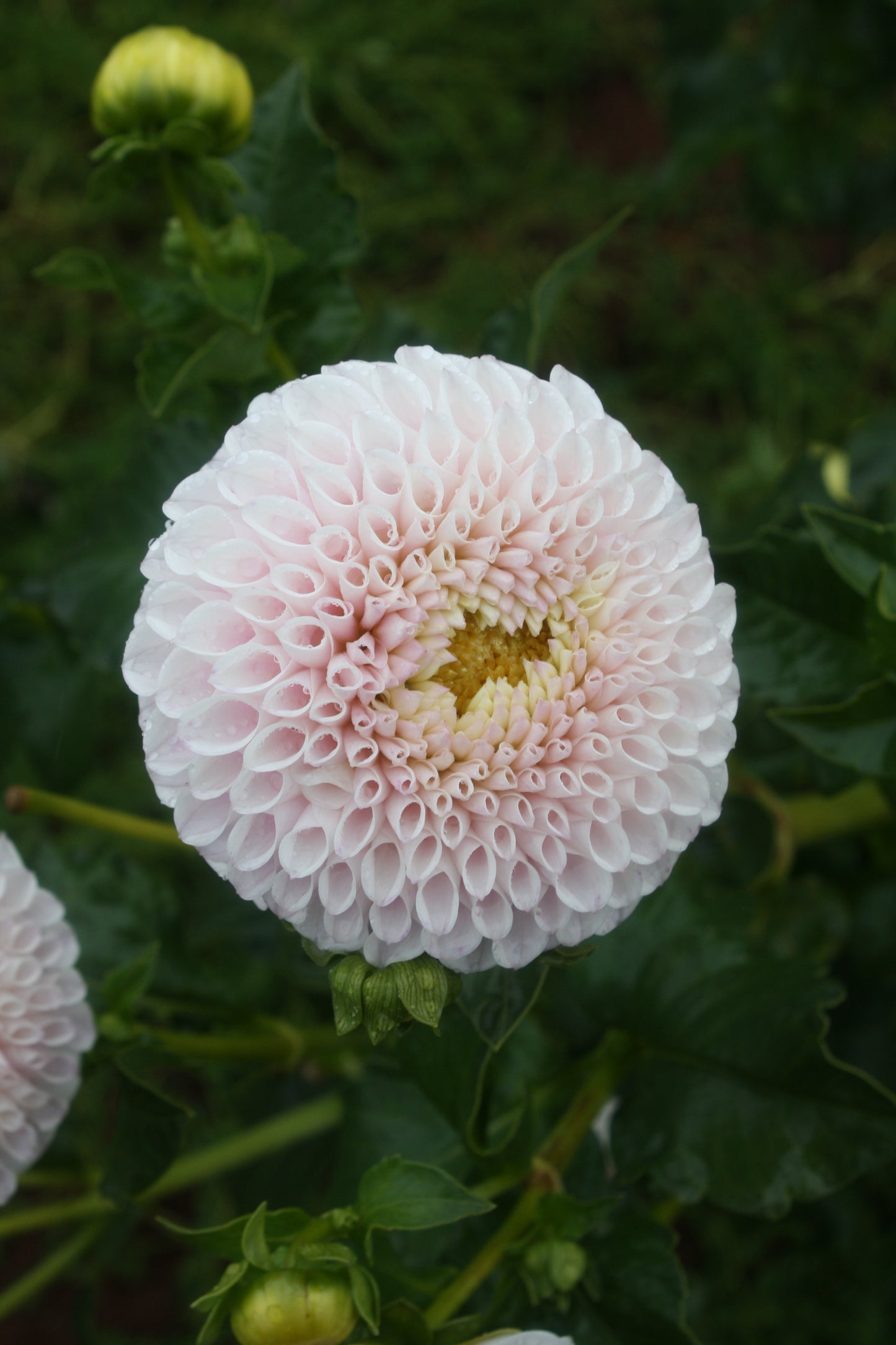 Daddy's Girl Dahlia Tuber