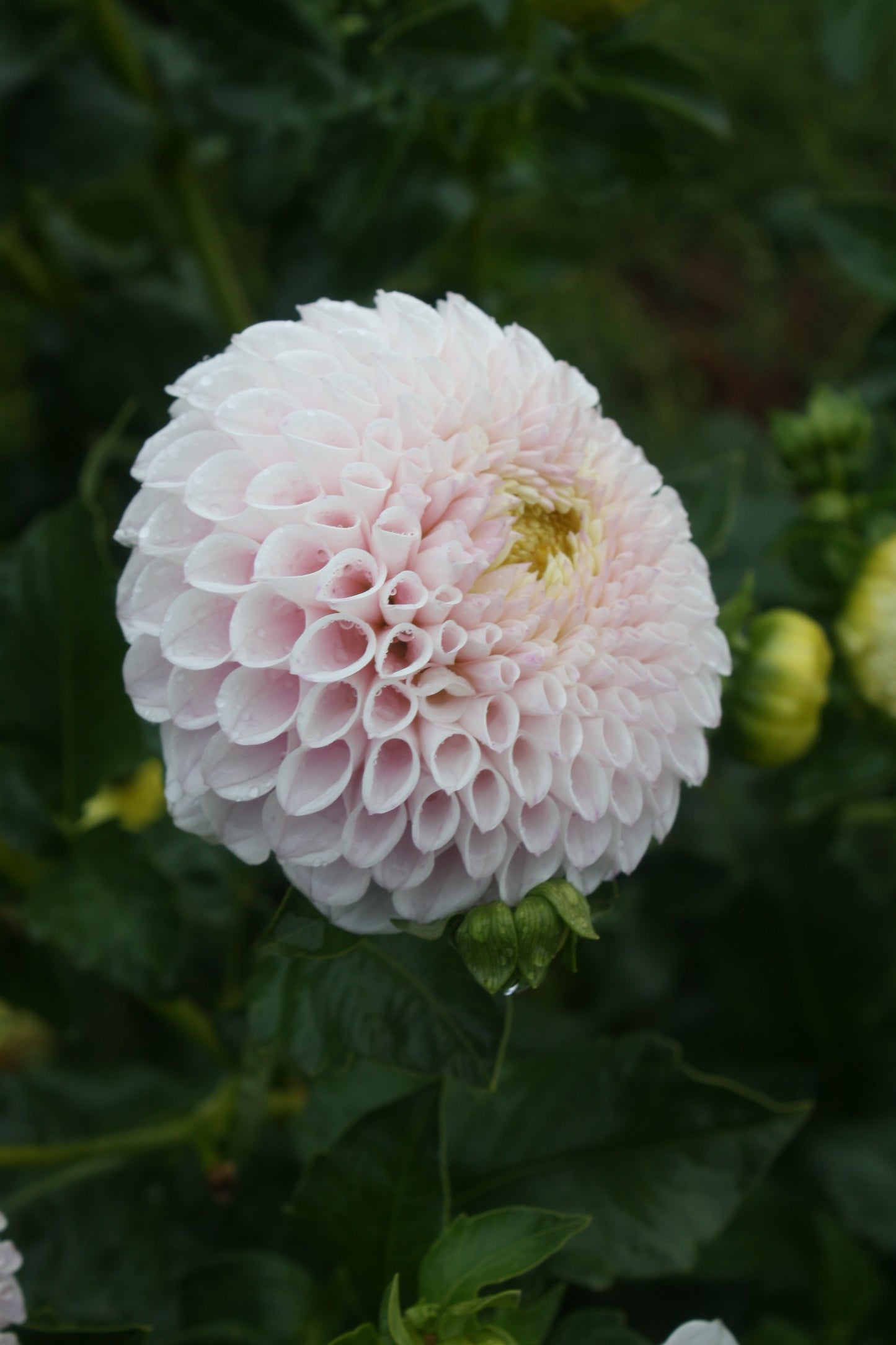 Daddy's Girl Dahlia Tuber