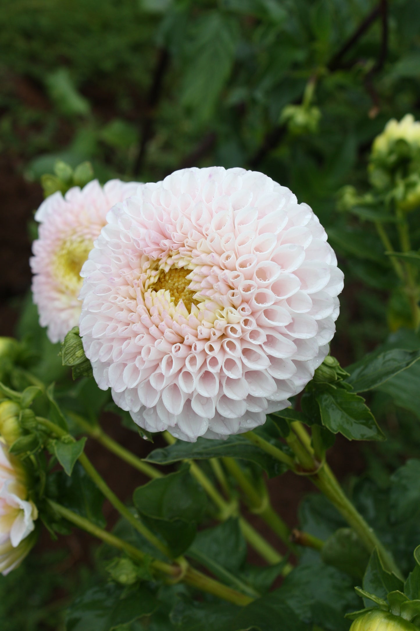 Daddy's Girl Dahlia Tuber