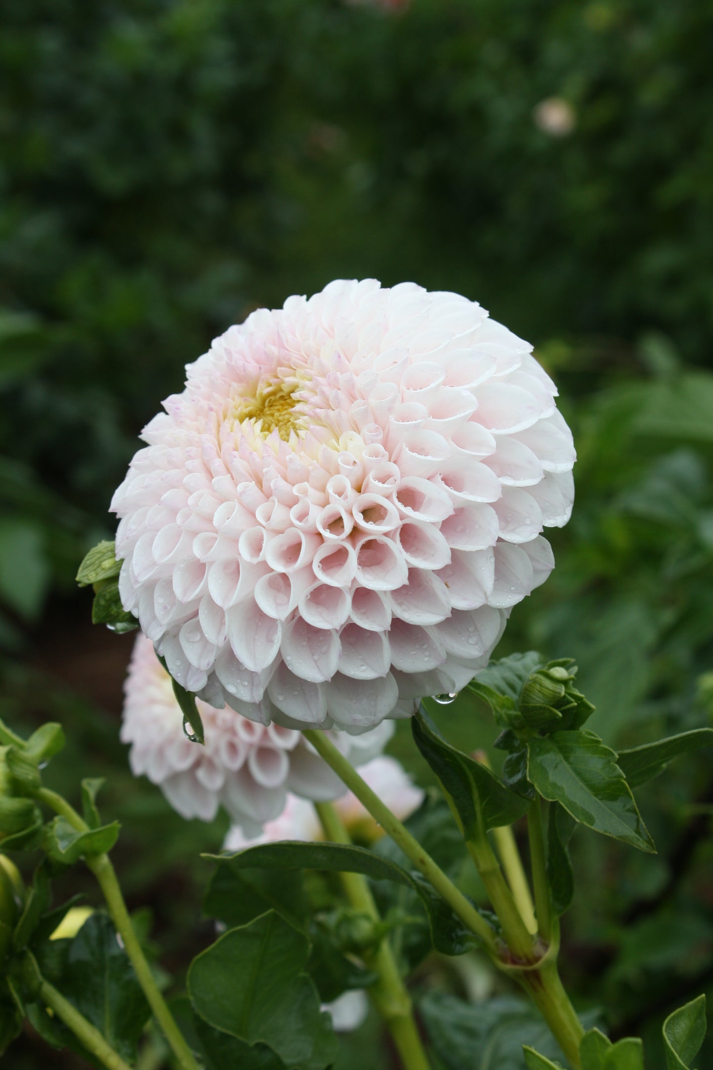 Daddy's Girl Dahlia Tuber