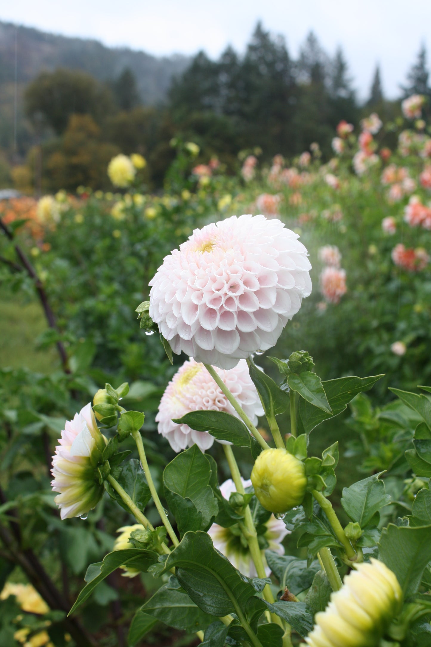 Daddy's Girl Dahlia Tuber