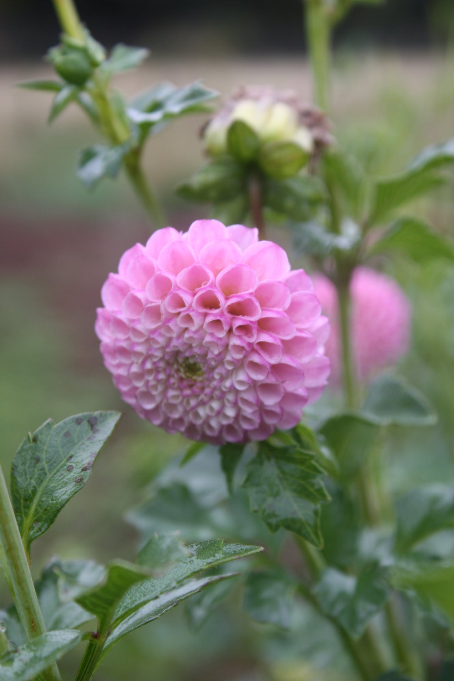 Zippity Do Da Dahlia Tuber