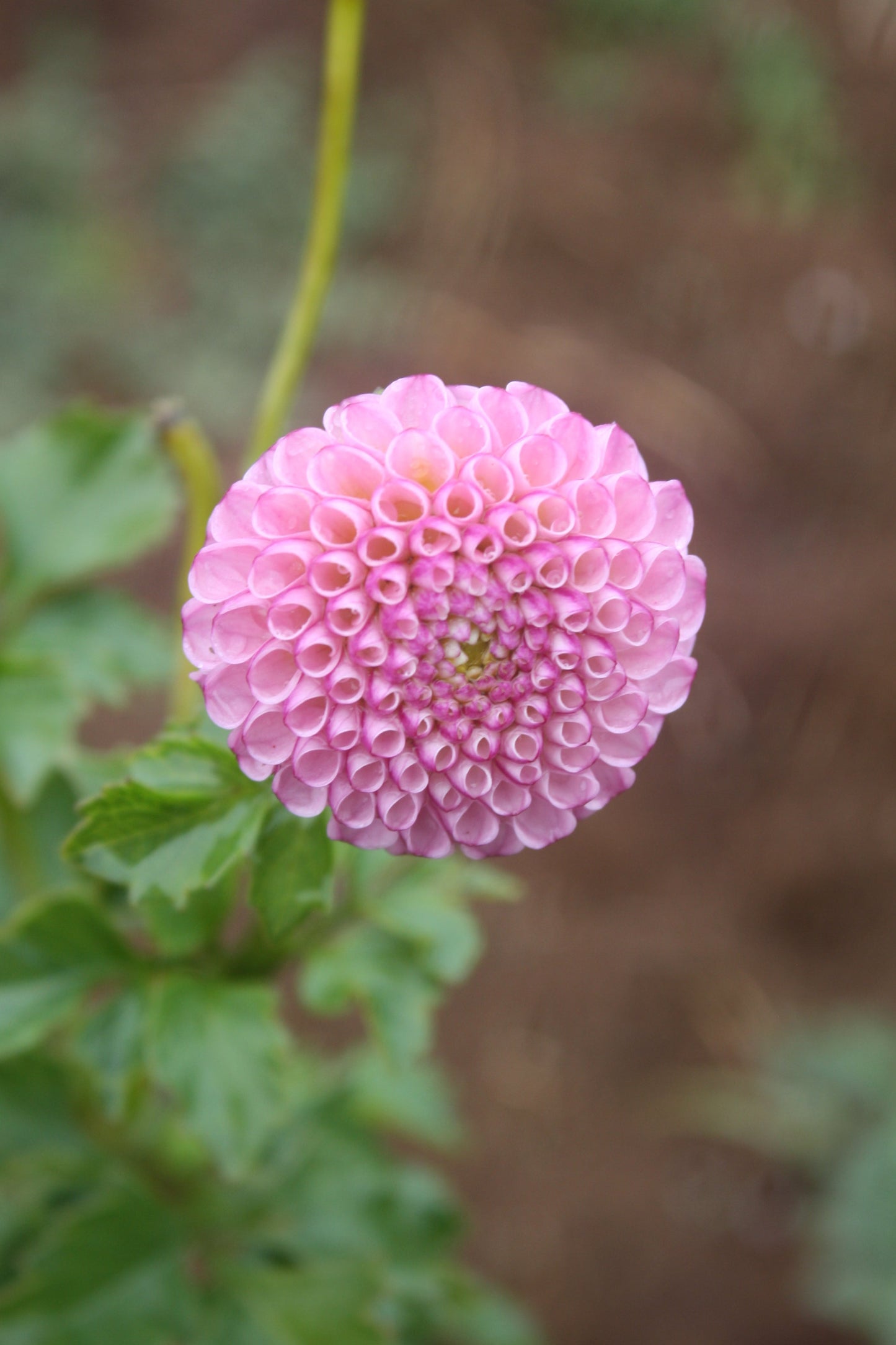 Zippity Do Da Dahlia Tuber