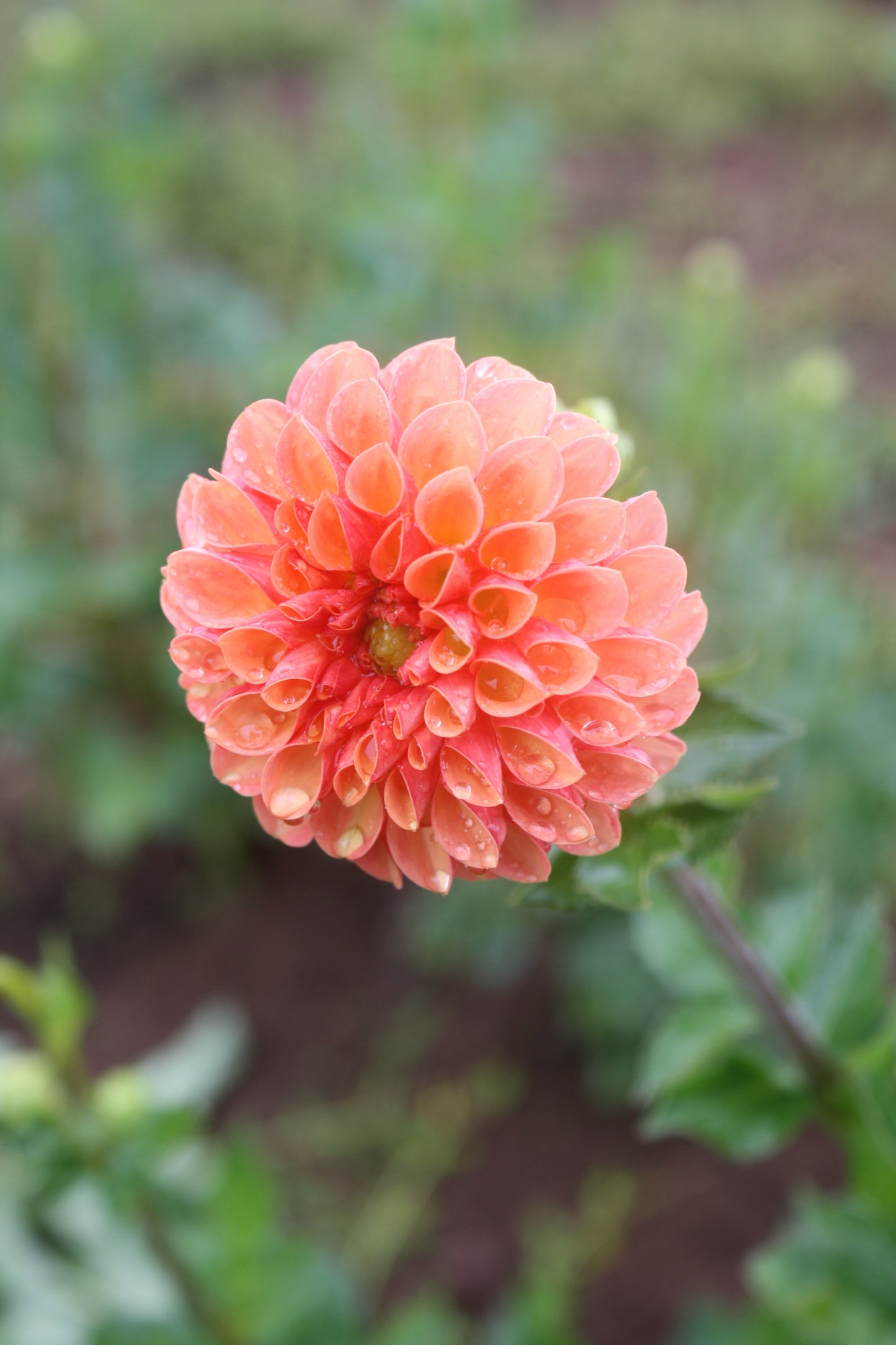 Valley Rust Bucket Dahlia Tuber