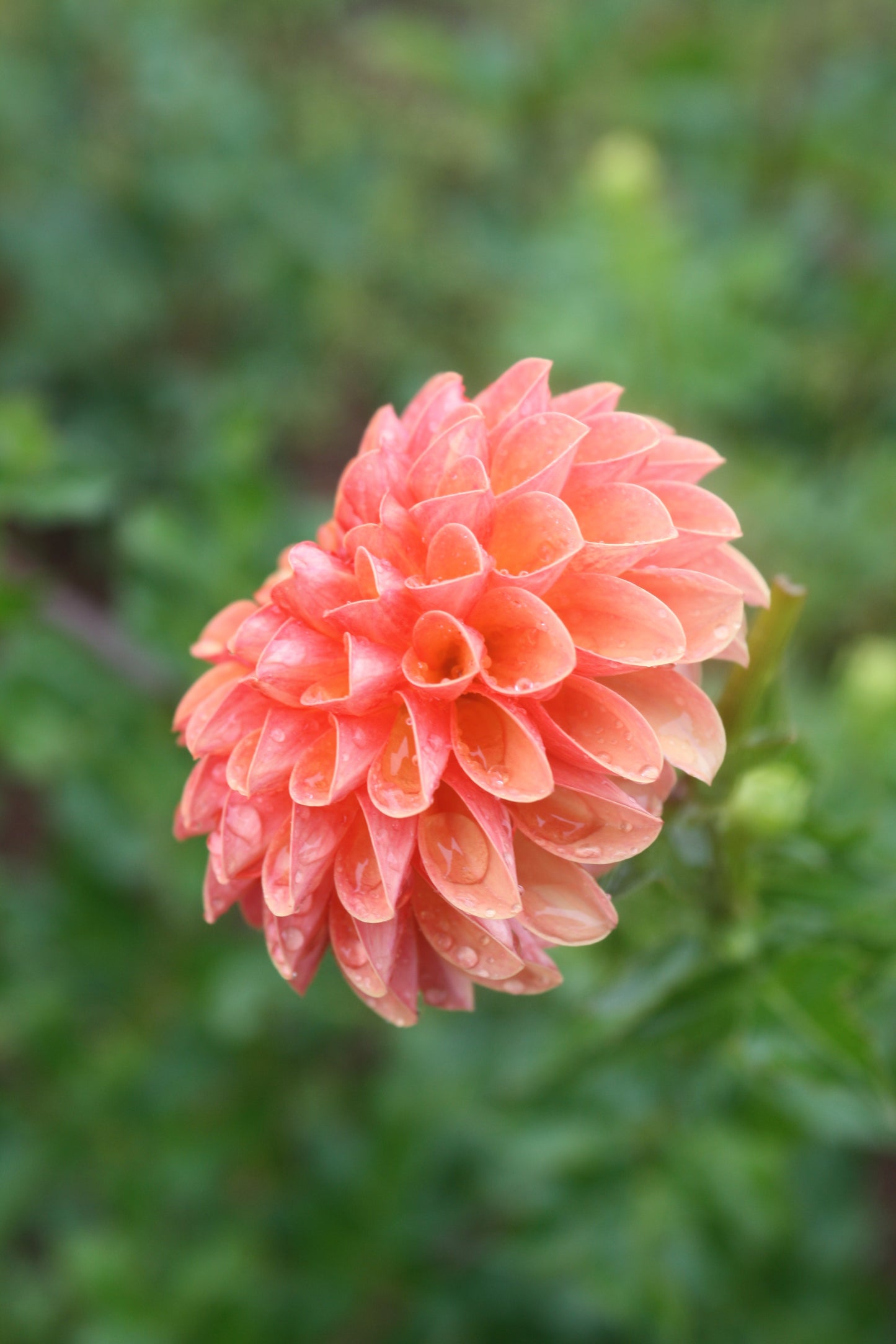 Valley Rust Bucket Dahlia Tuber