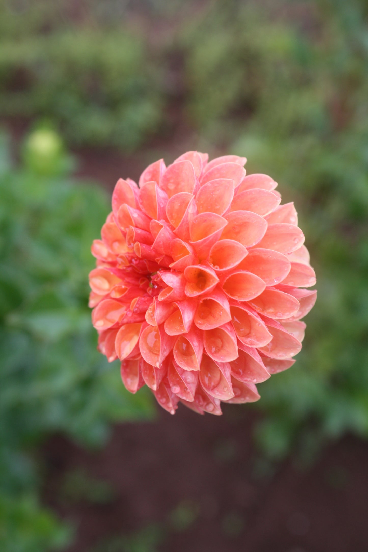 Valley Rust Bucket Dahlia Tuber