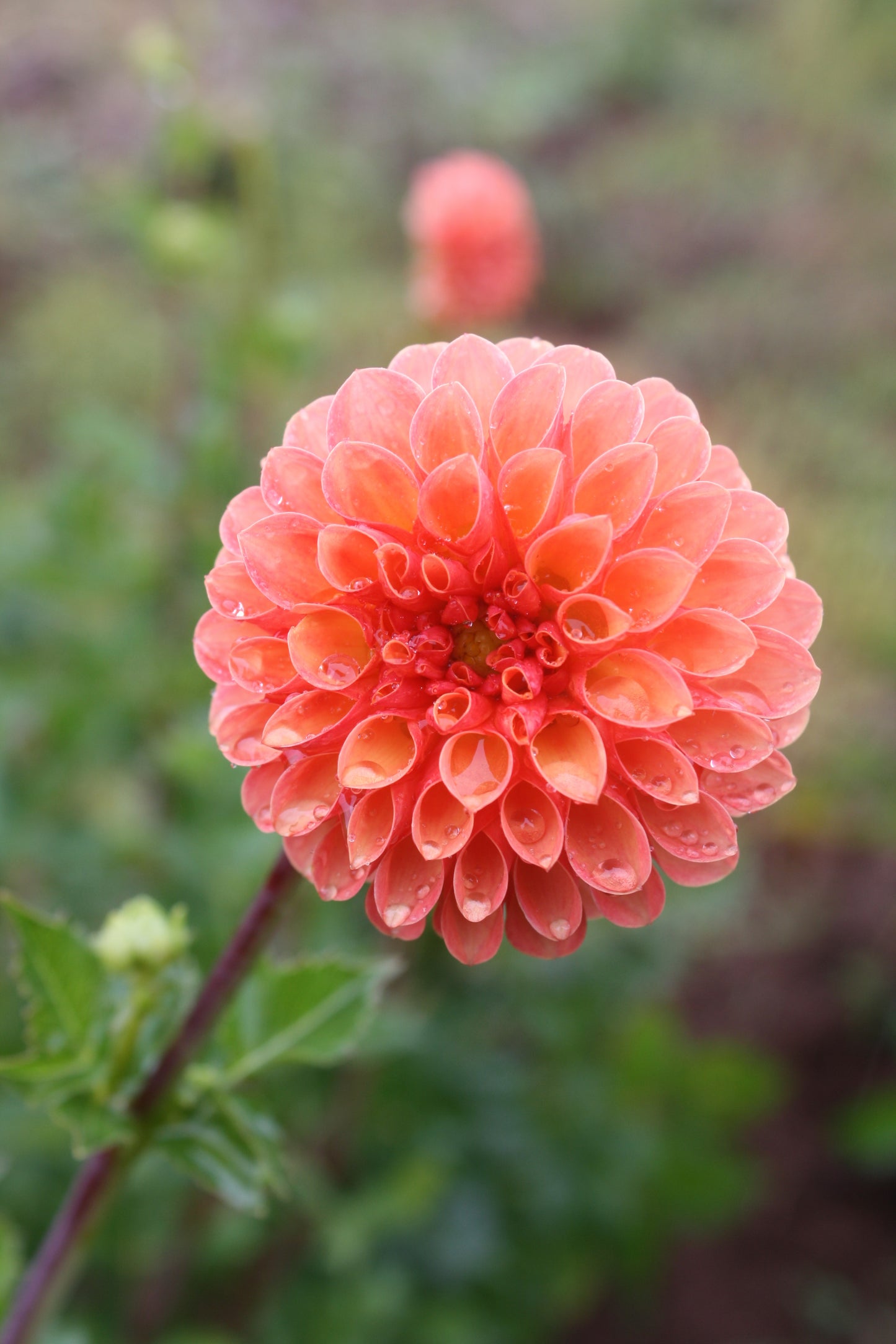 Valley Rust Bucket Dahlia Tuber