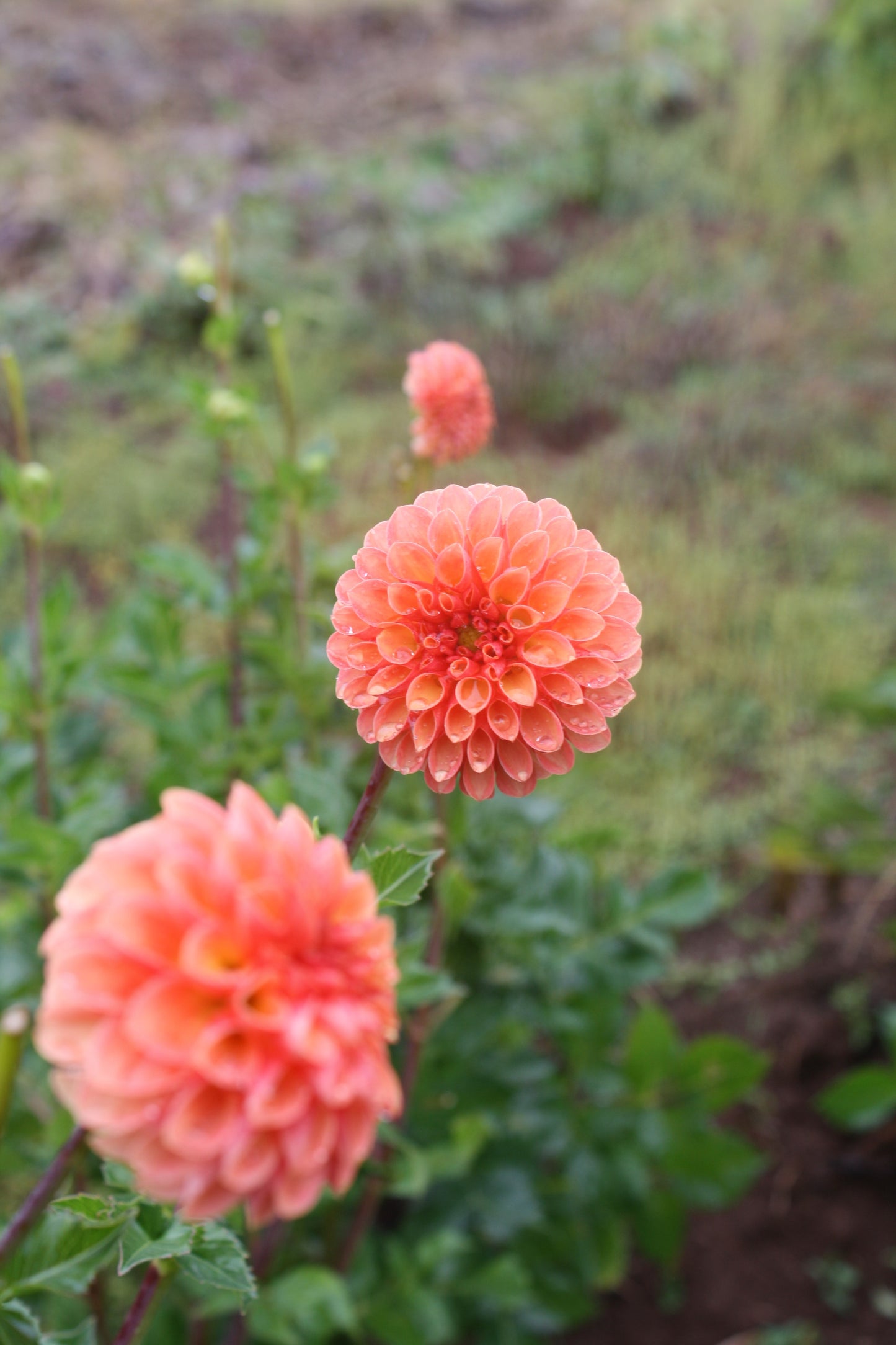 Valley Rust Bucket Dahlia Tuber