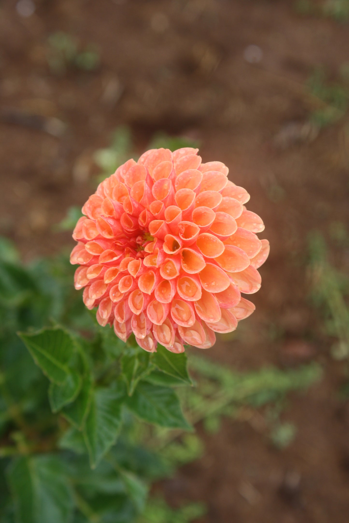 Valley Rust Bucket Dahlia Tuber