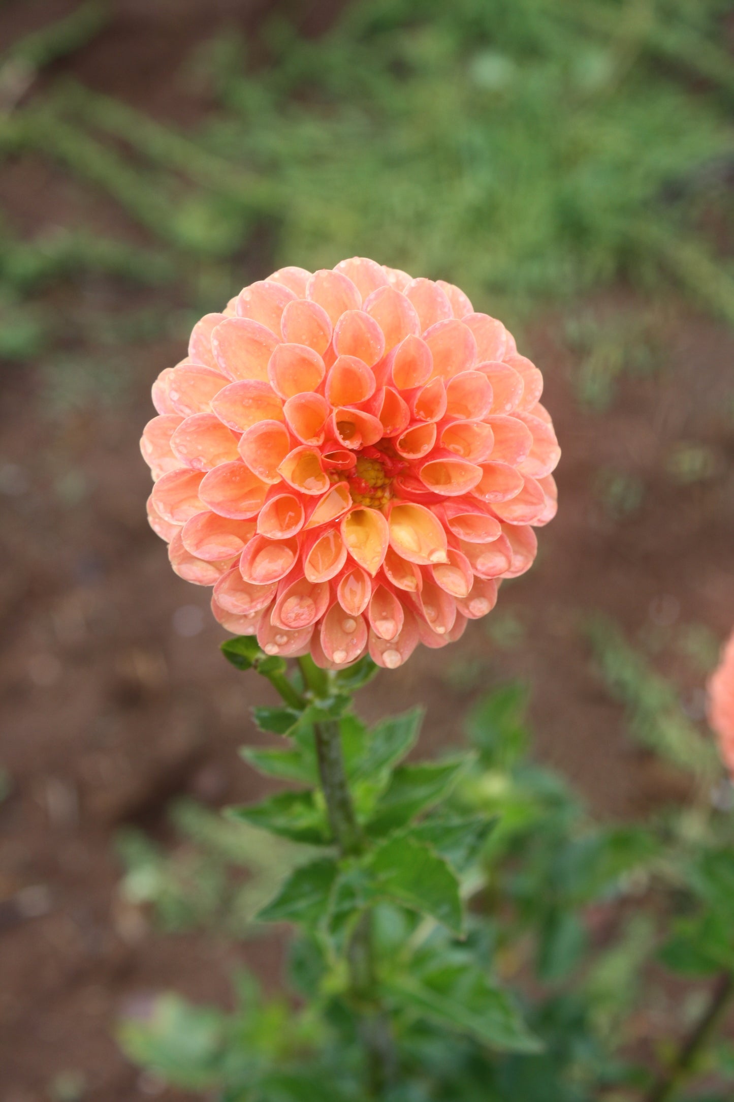 Valley Rust Bucket Dahlia Tuber