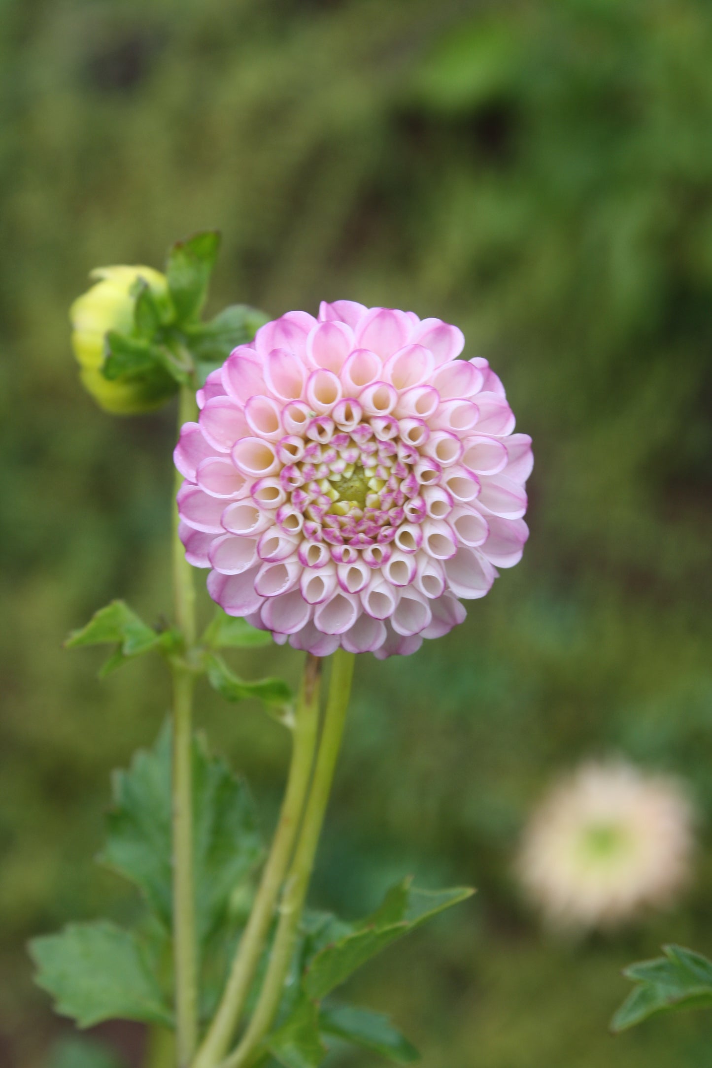 Zippity Do Da Dahlia Tuber