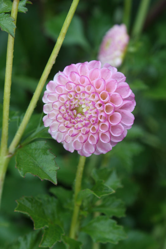 Zippity Do Da Dahlia Tuber