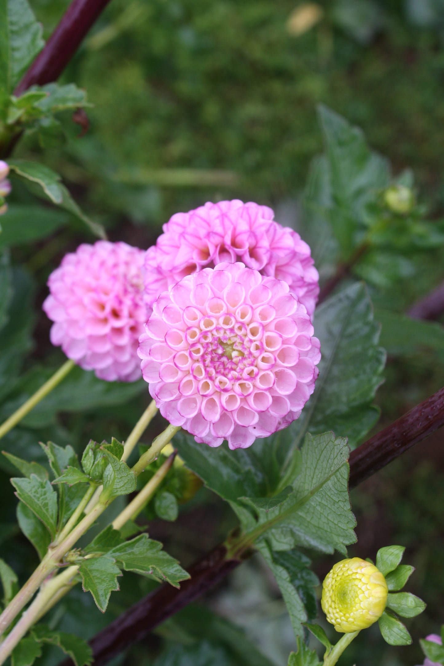 Zippity Do Da Dahlia Tuber