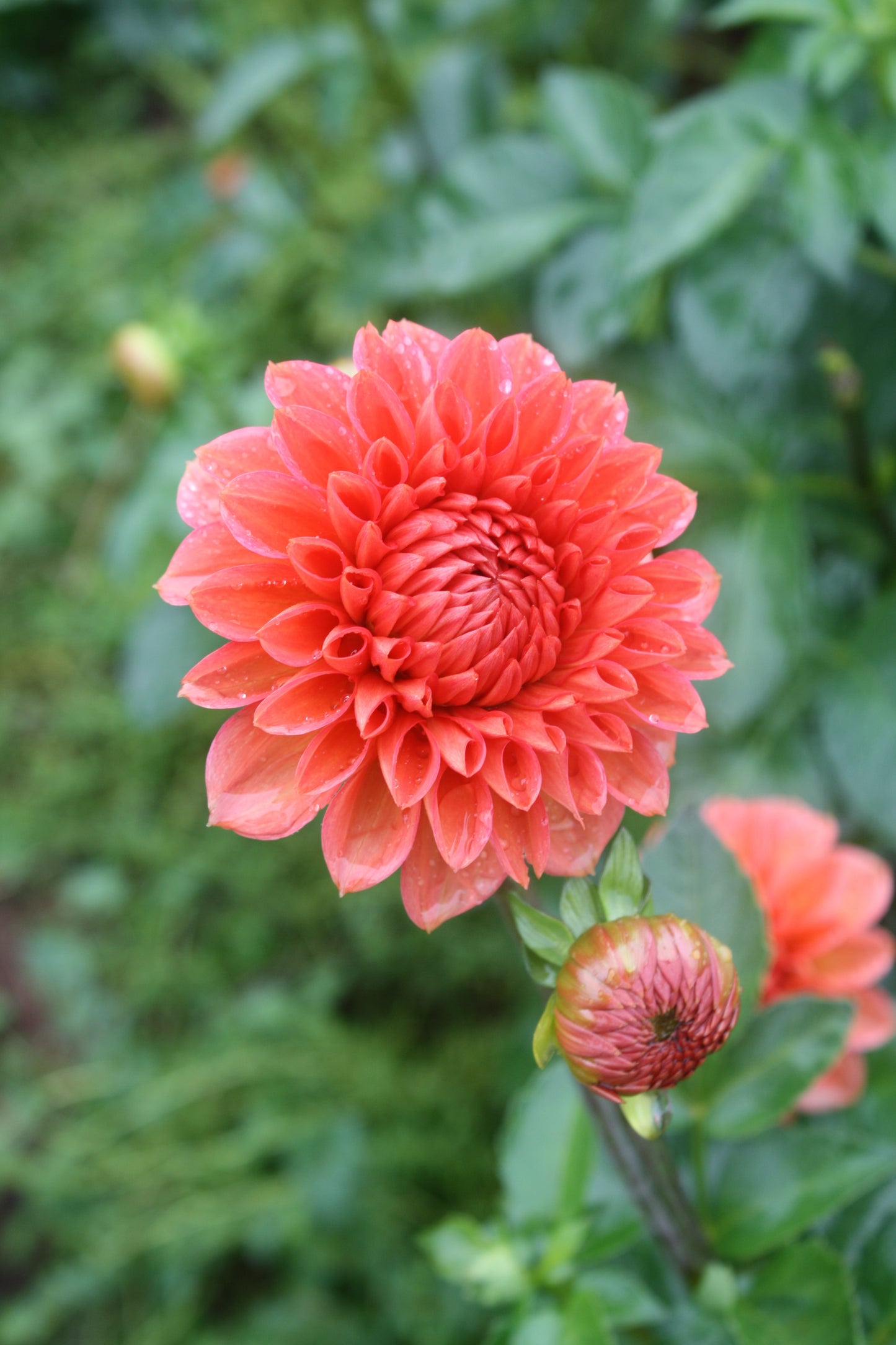 Tempest Dahlia Tuber