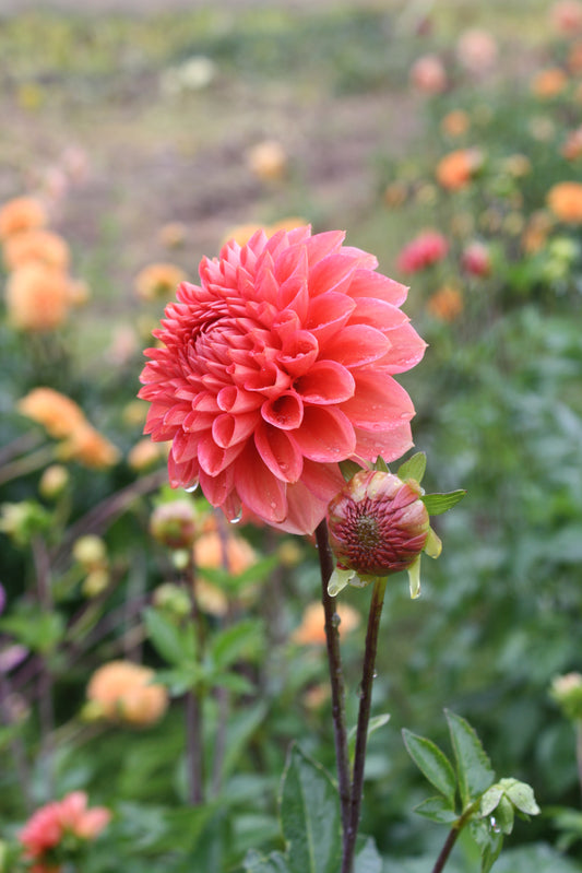Tempest Dahlia Tuber