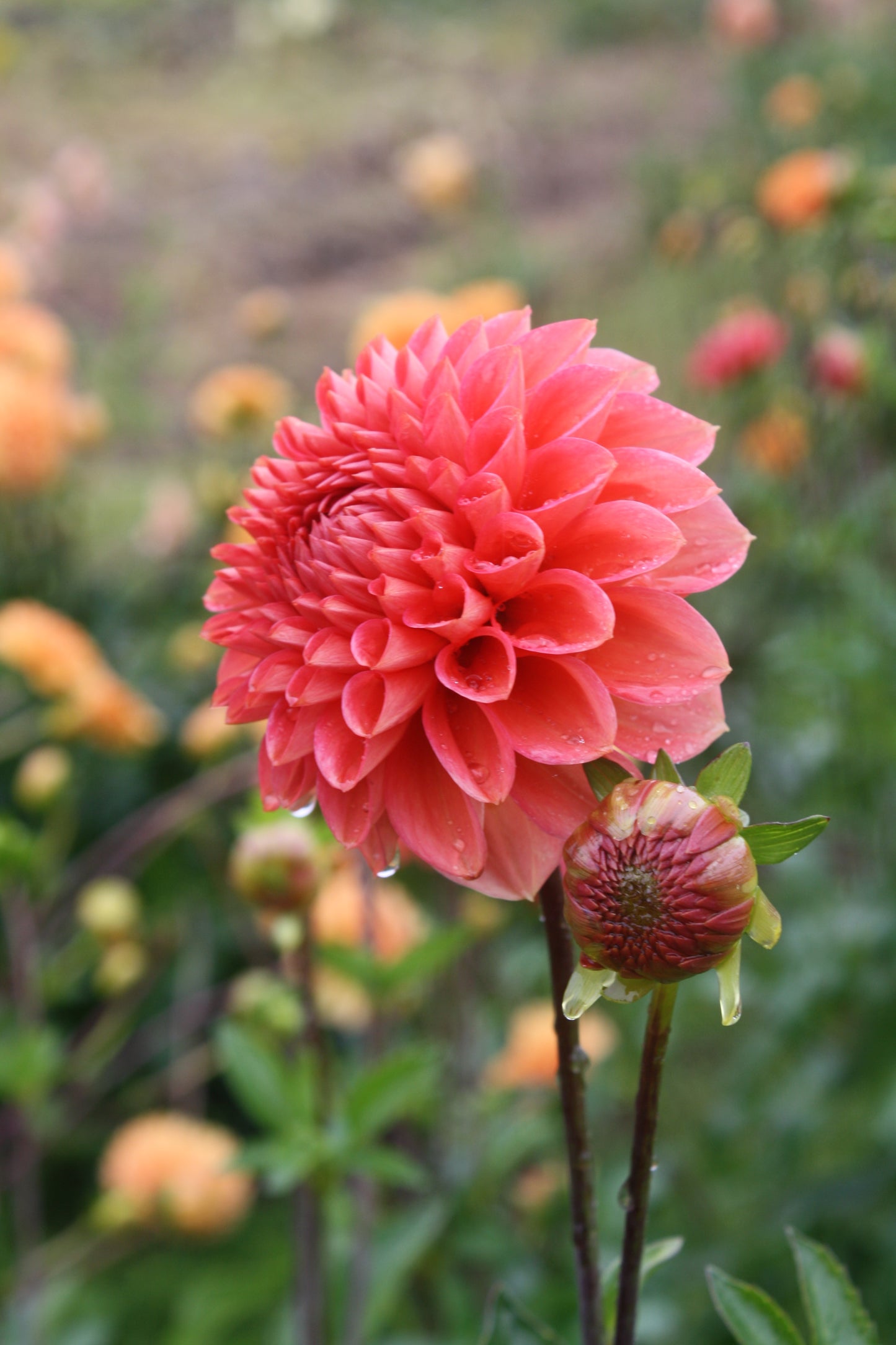 Tempest Dahlia Tuber