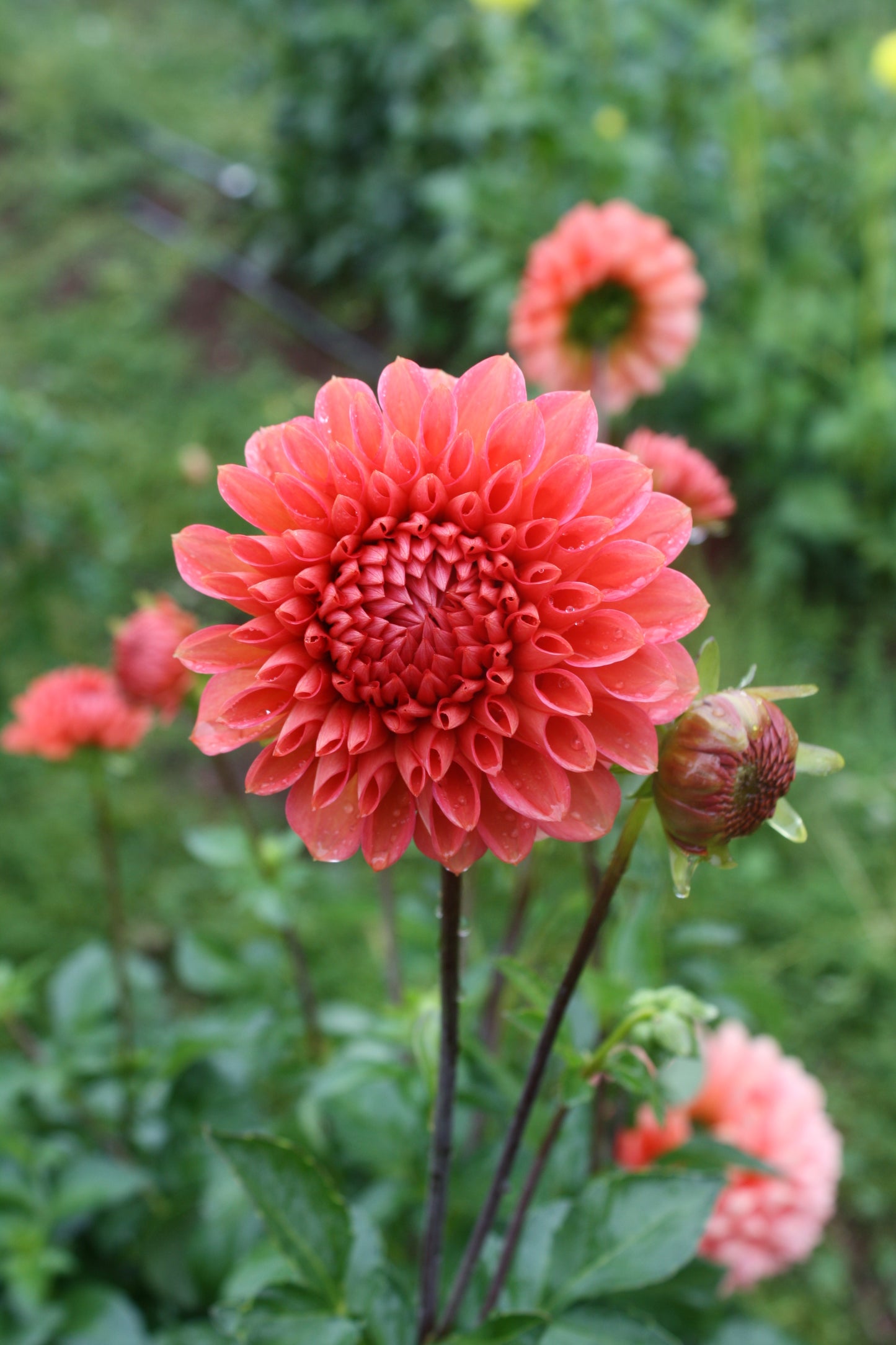 Tempest Dahlia Tuber