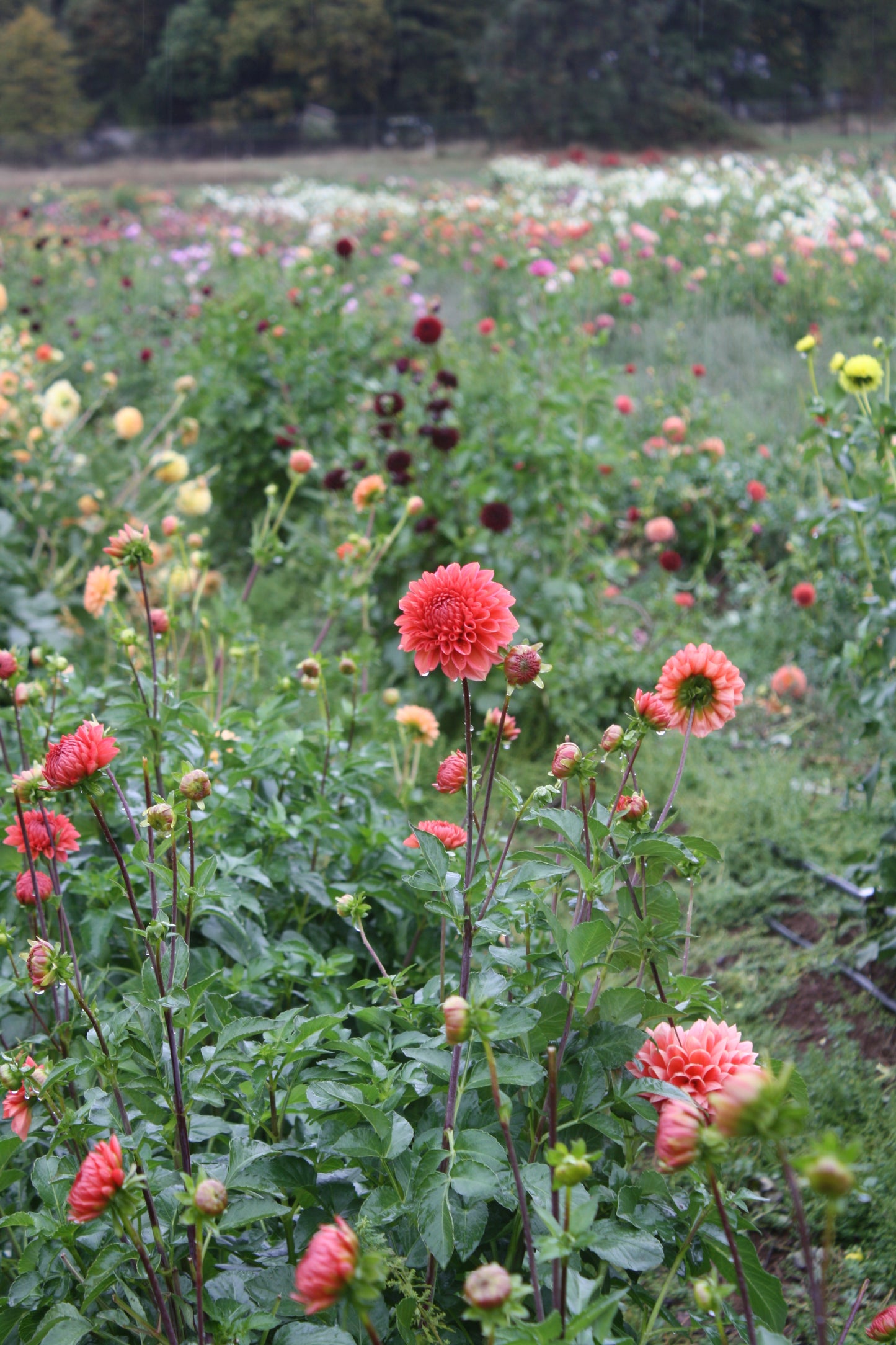 Tempest Dahlia Tuber