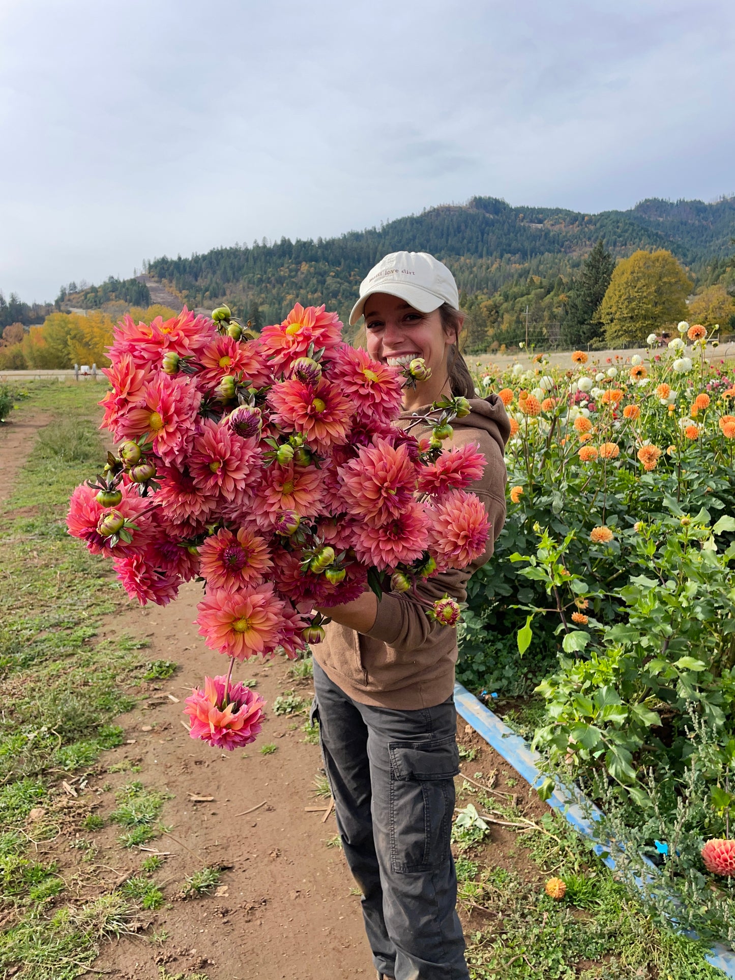 Sonic Bloom Dahlia Tuber
