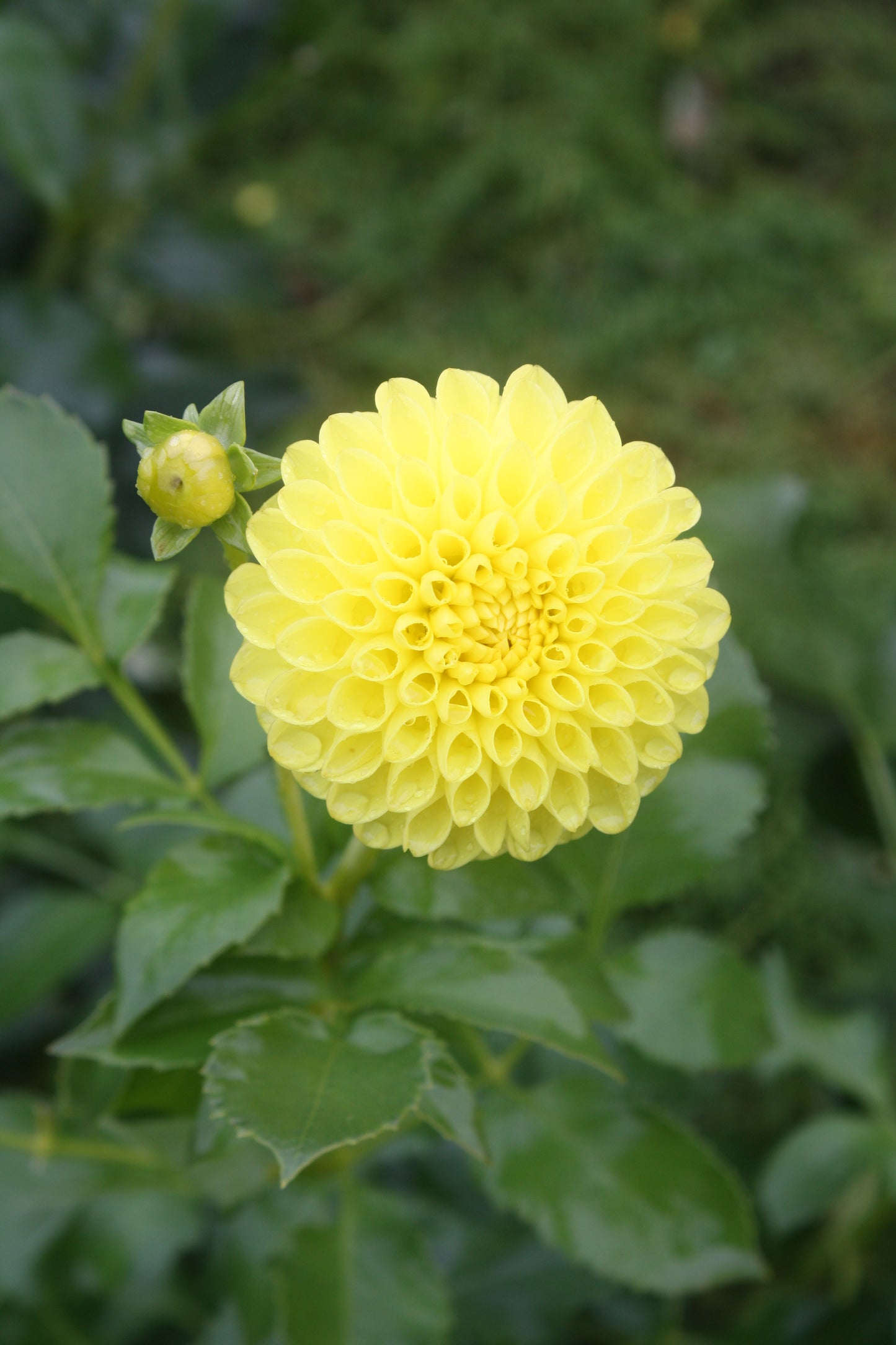 Bloomquist Sandy Dahlia Tuber
