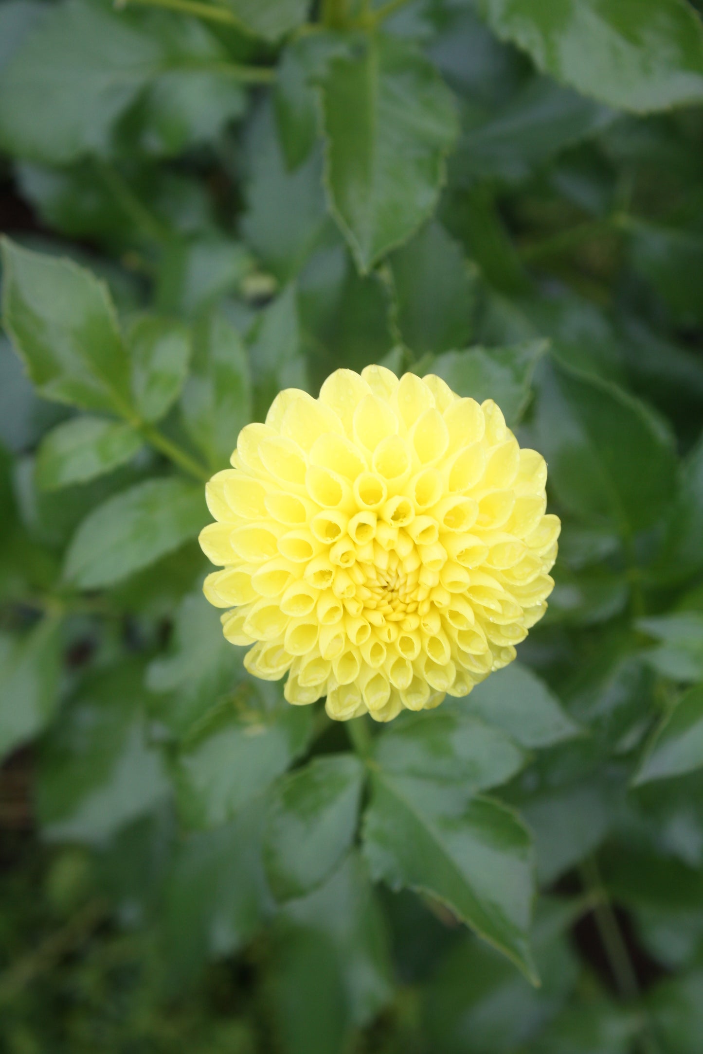 Bloomquist Sandy Dahlia Tuber