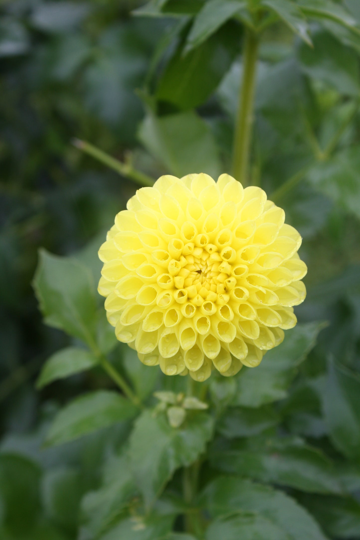 Bloomquist Sandy Dahlia Tuber