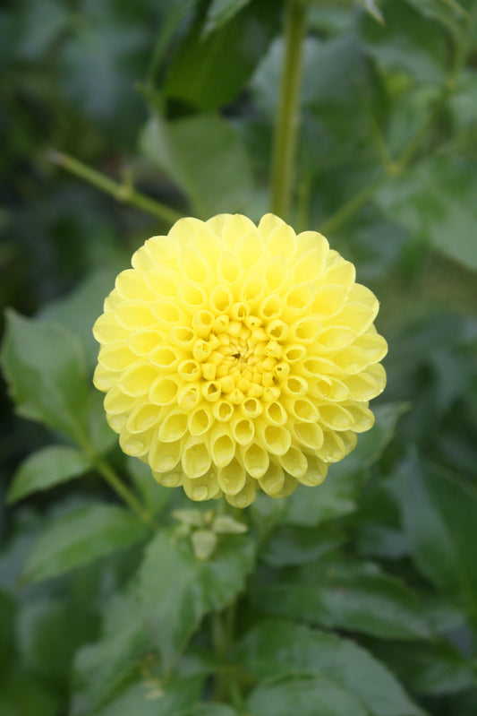 Bloomquist Sandy Dahlia Tuber